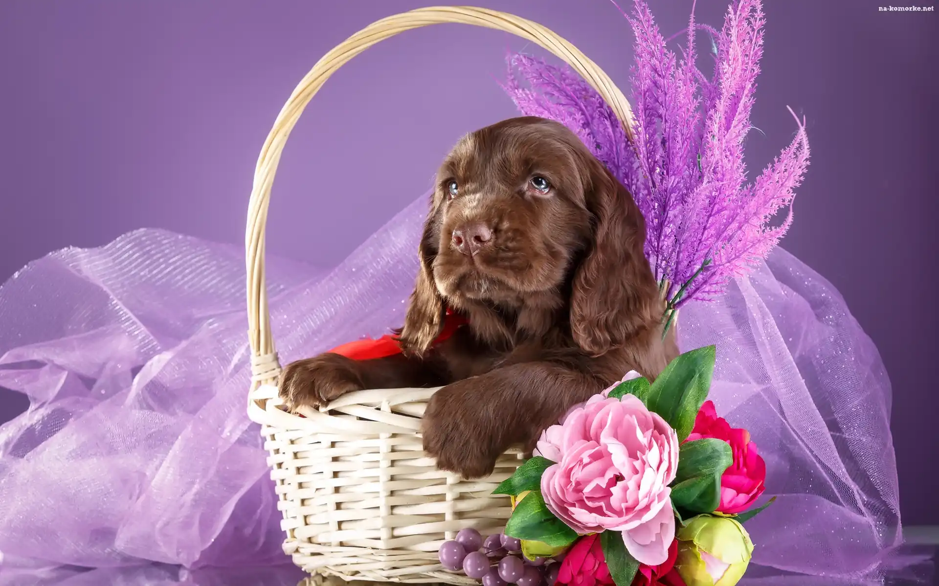 Szczeniak, Kwiatki, Spaniel, Koszyk