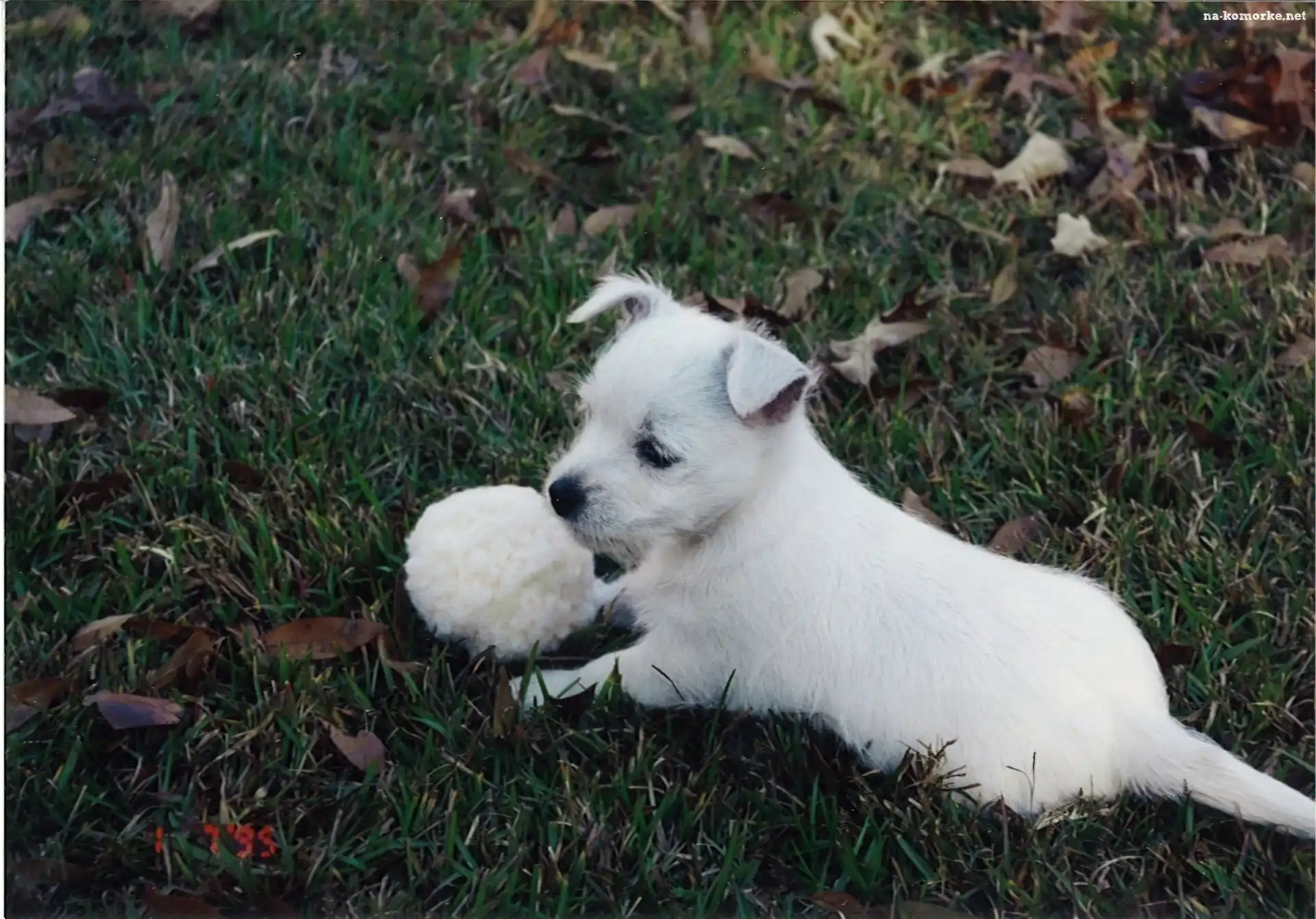 szczeniak, West Highland White Terrier, piłka