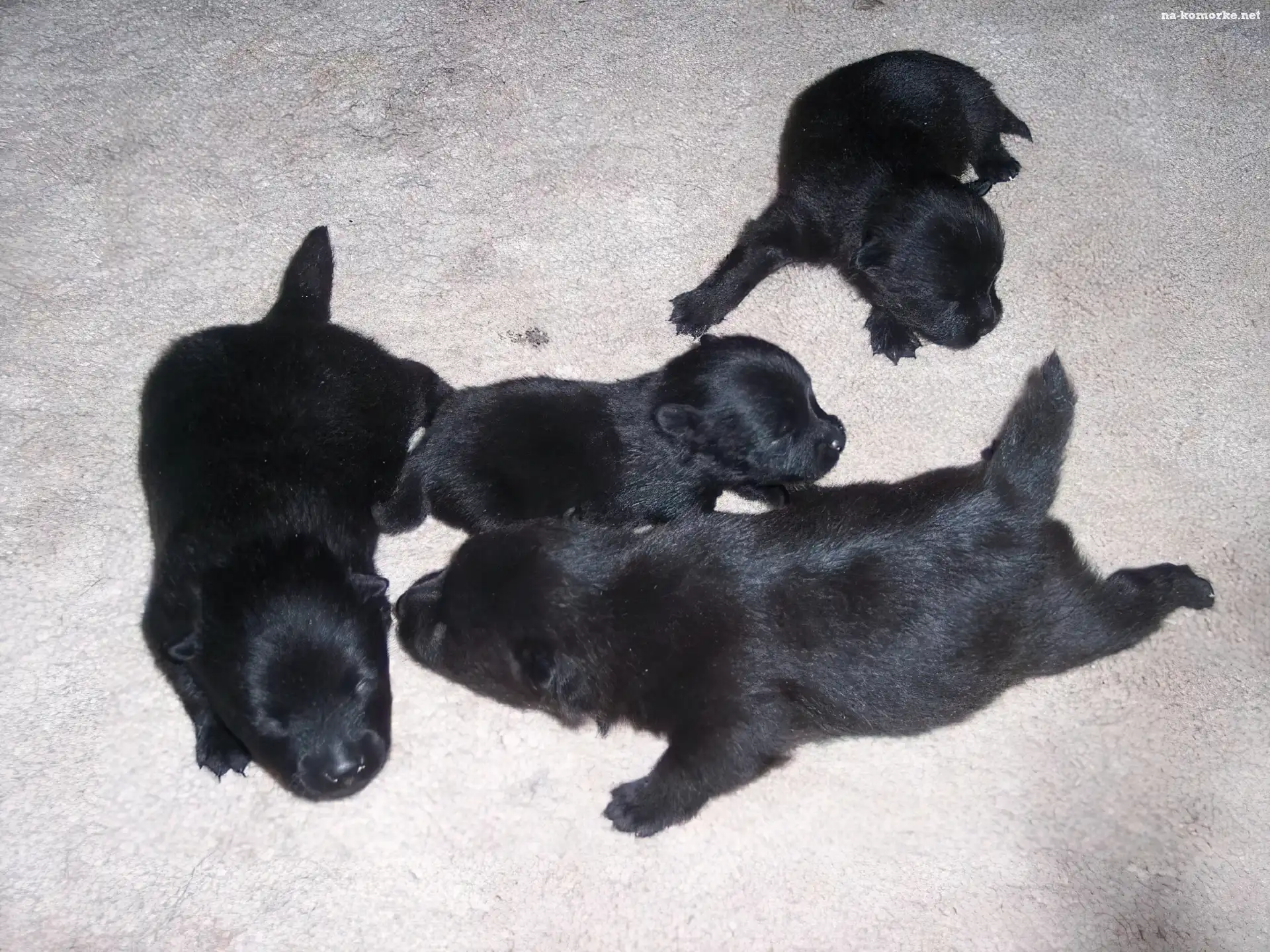 cztery, szczeniaki, Schipperke
