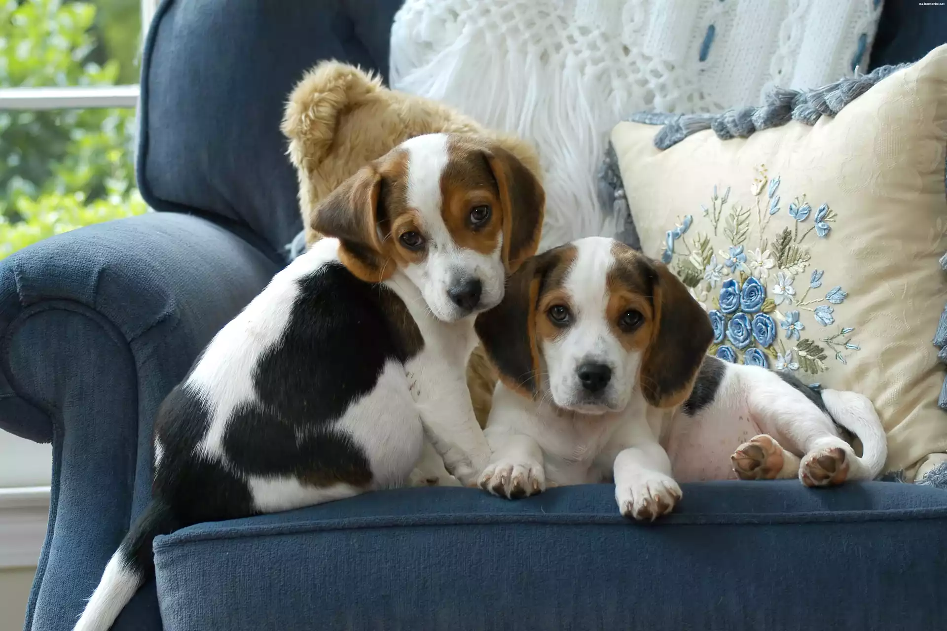Dwa, Szczeniaki, Beagle
