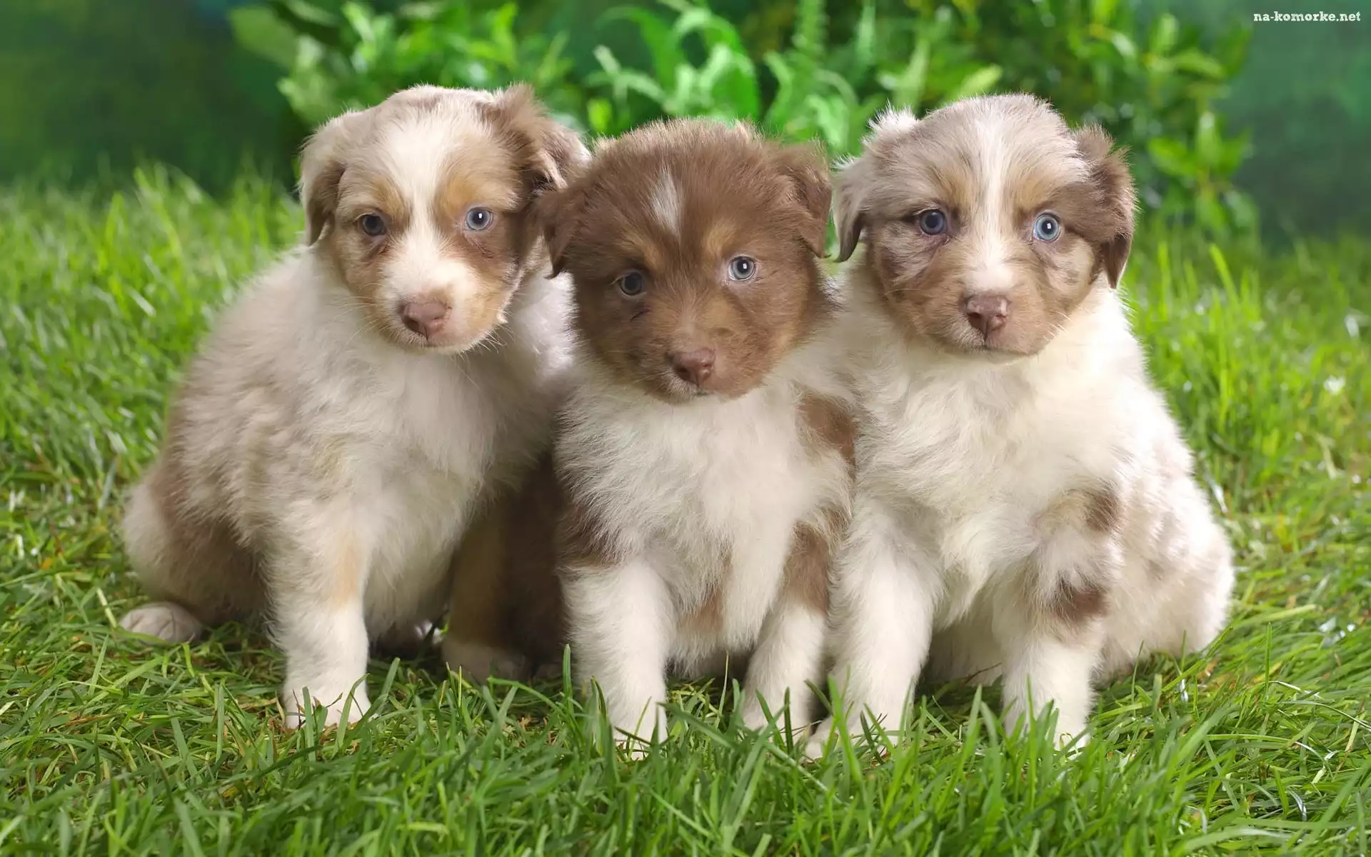Trzy, Australian shepherd, Szczeniaki, Owczarki australijskie
