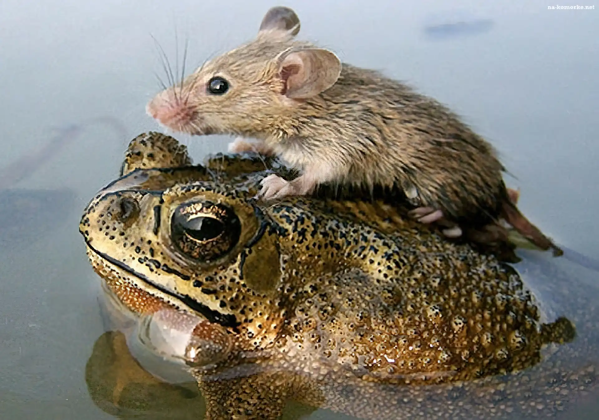 Żaba, Szczurek, Woda