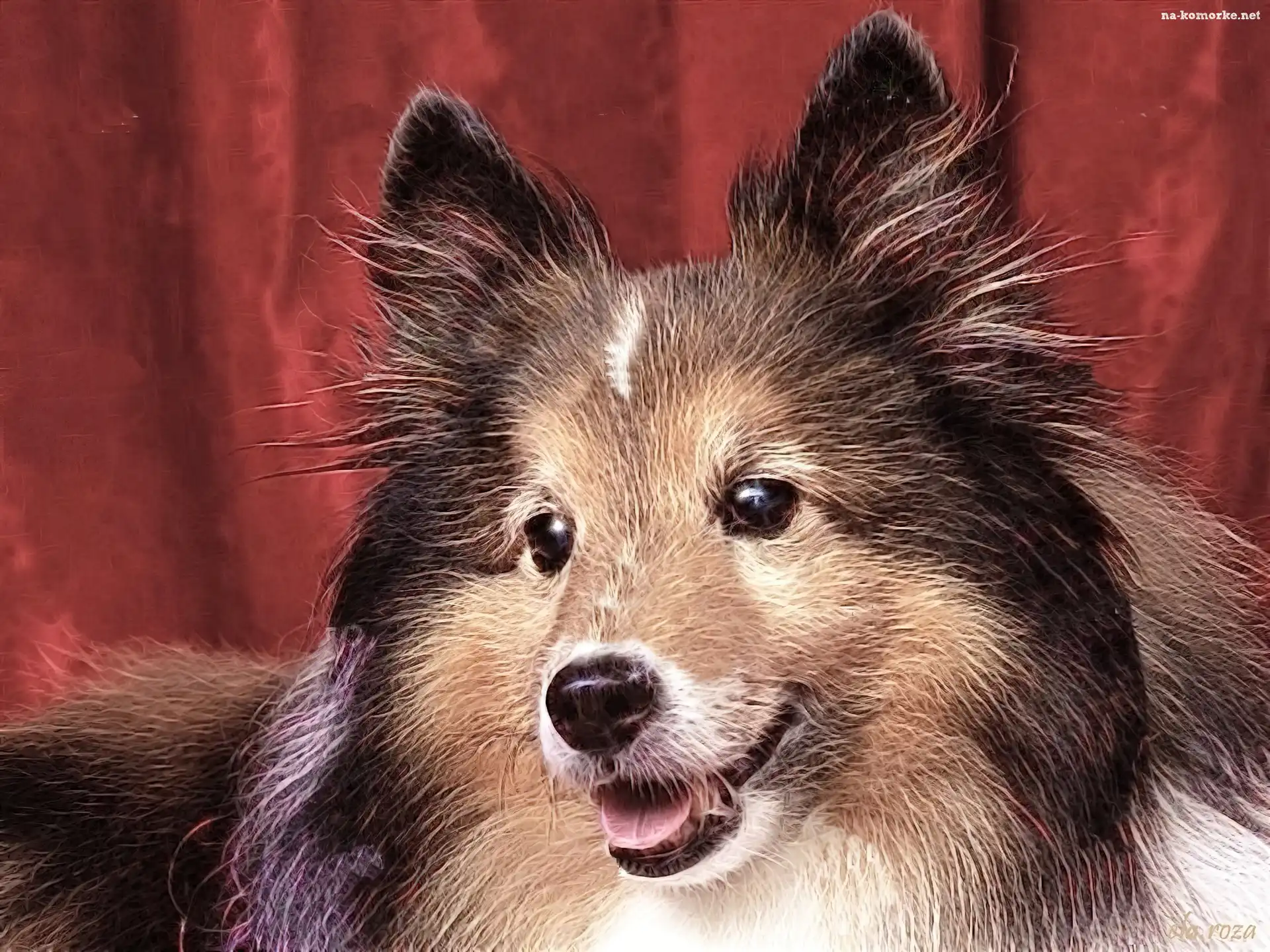 Owczarek Szkocki, Fractalius