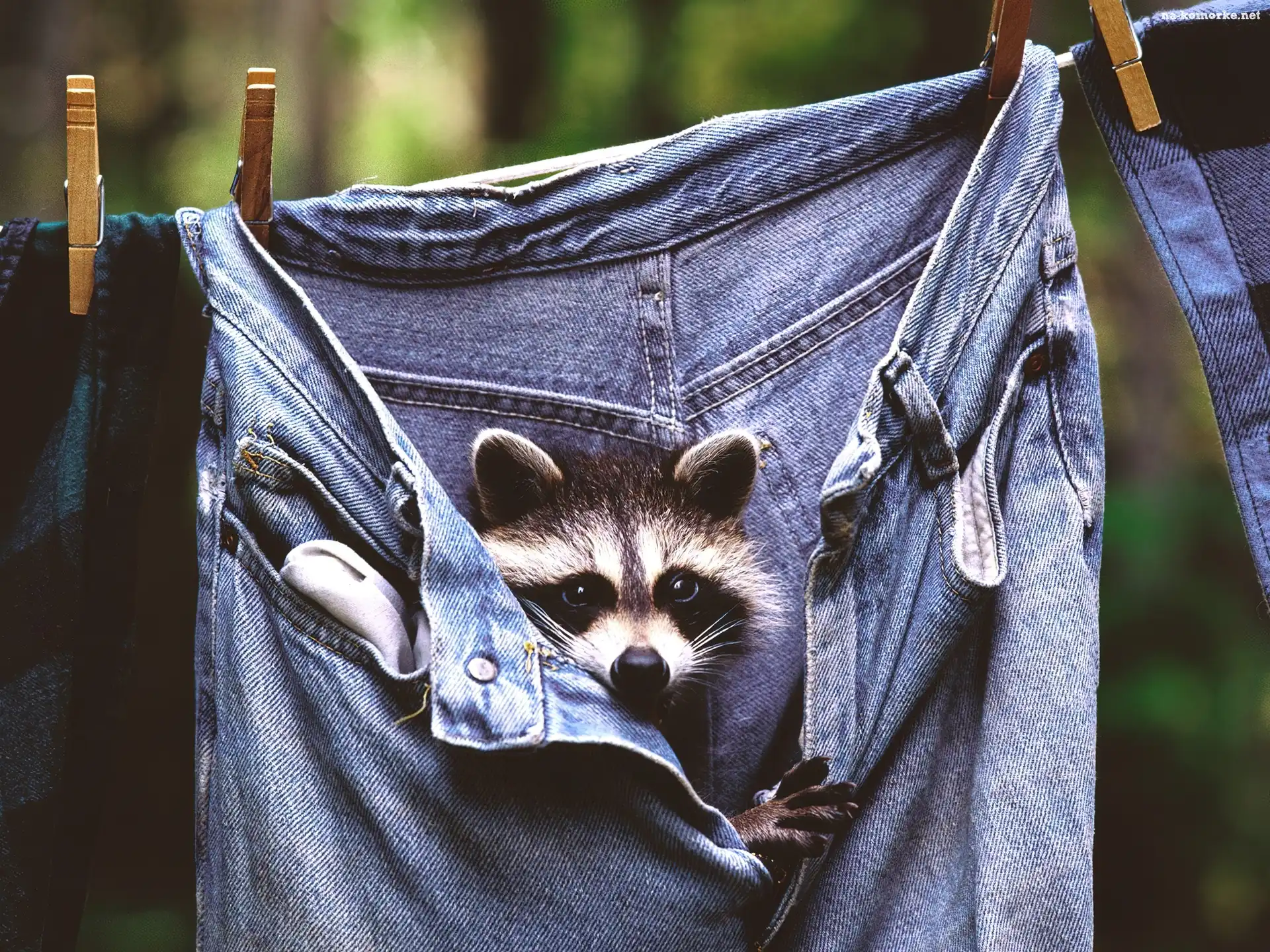 Szop, Klamerki, Spodnie, Jeans