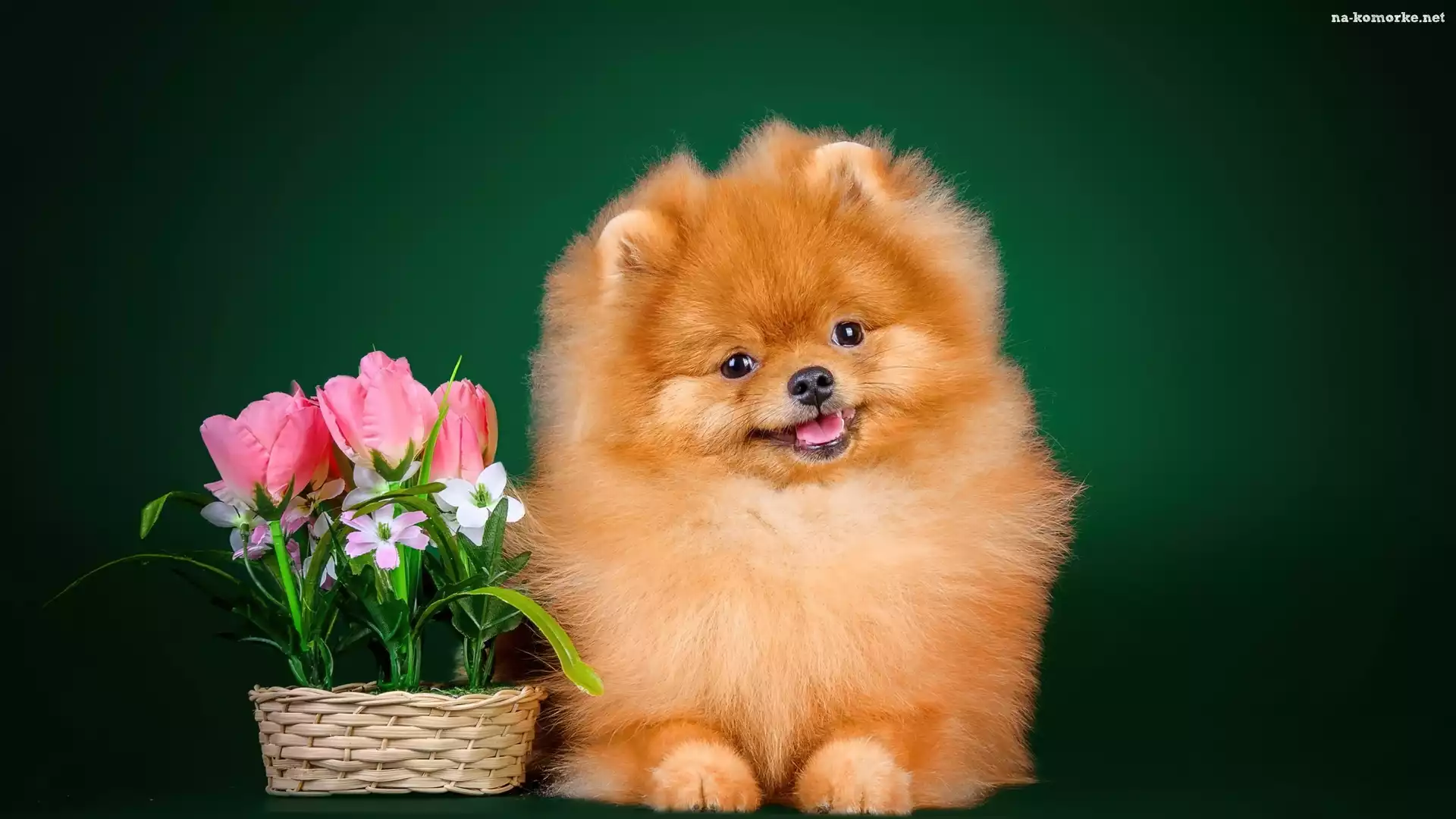 Pomeranian, Tulipany, Koszyk, Piesek, Szpic miniaturowy