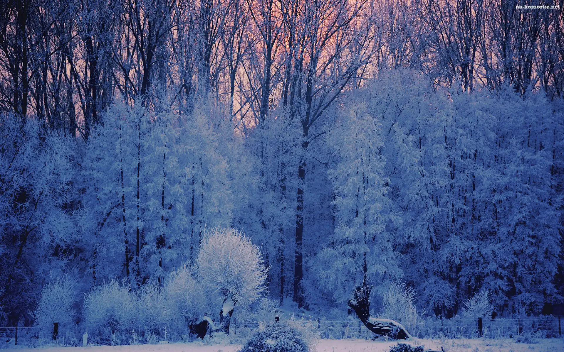 Szron, Las, Drzewa, Zima, Śnieg