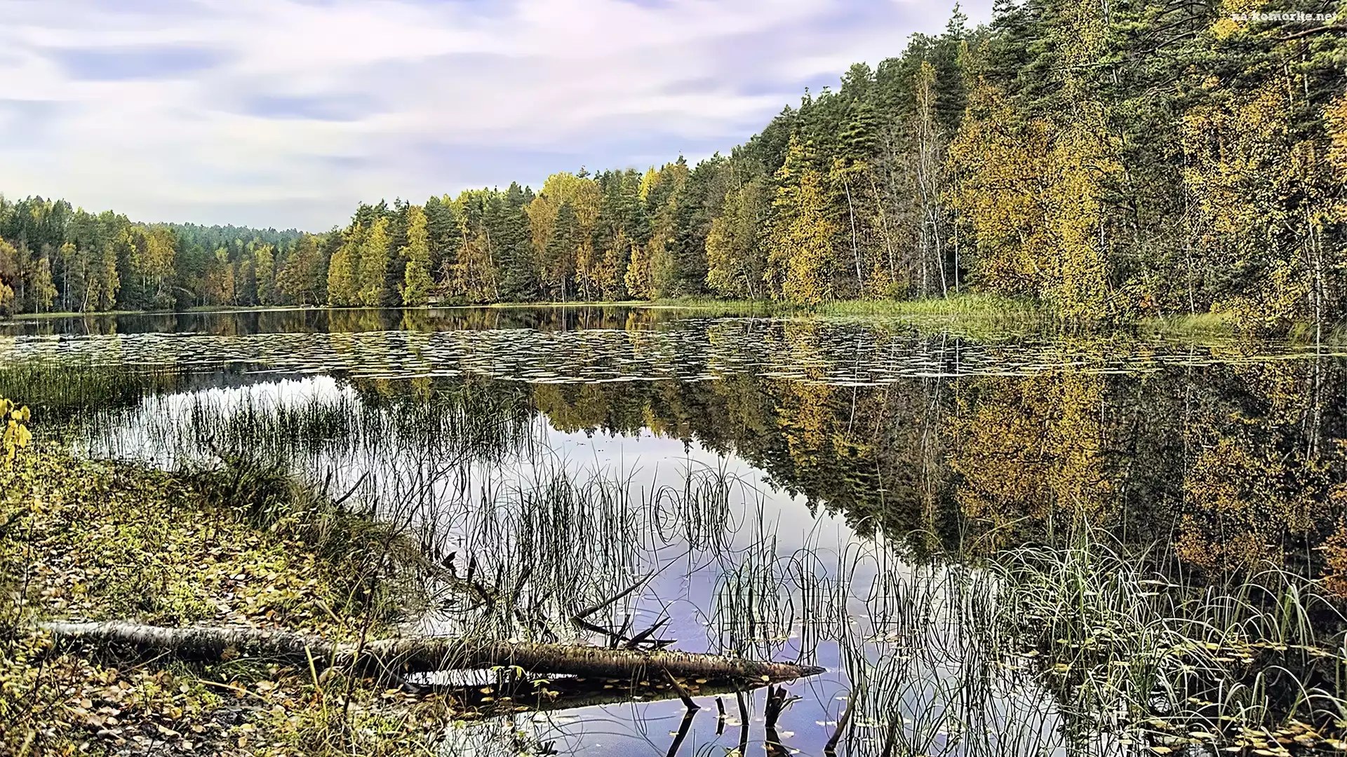 Jezioro, Szuwary, Las