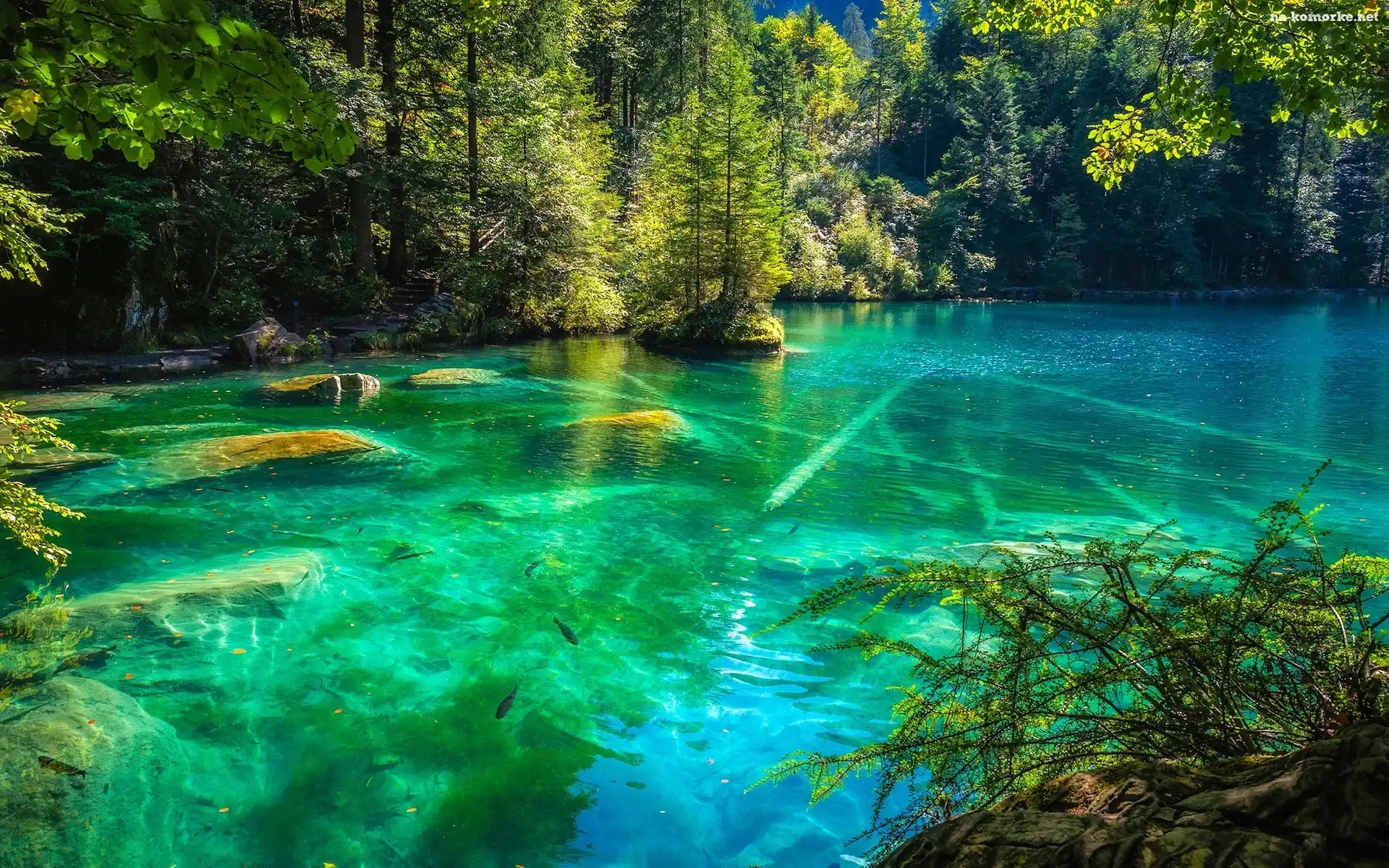 Jezioro Blausee, Drzewa, Szwajcaria, Kanton Berno