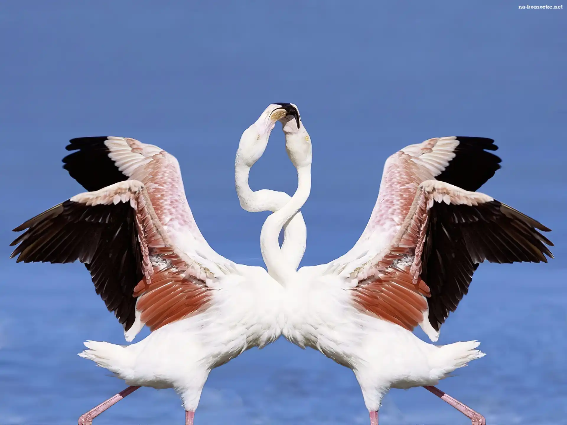 Flamingi, Taniec, Miłości