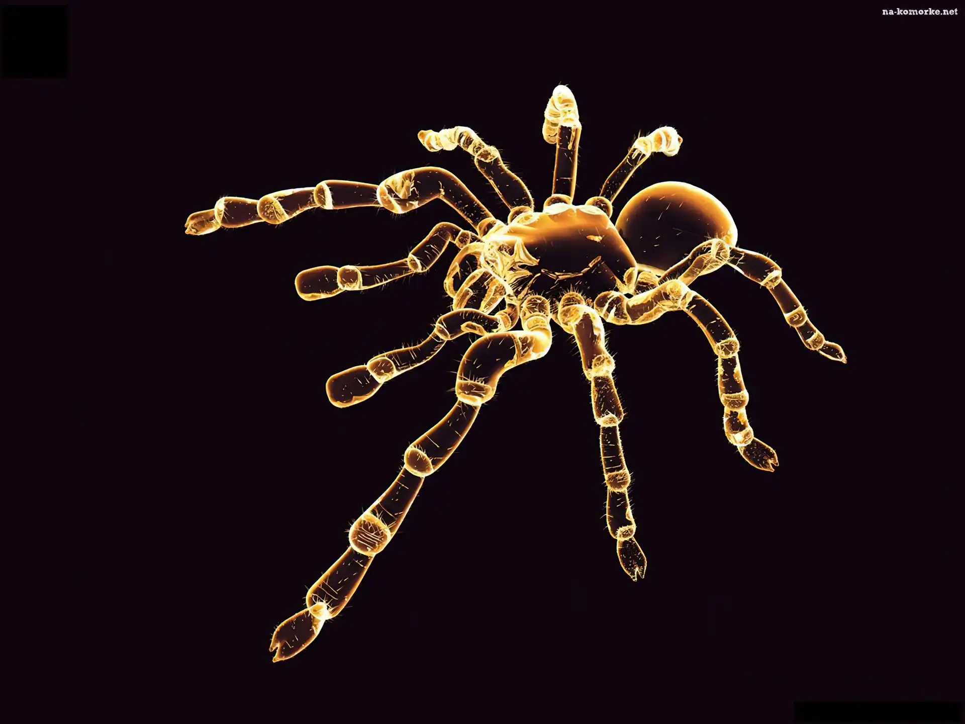 PajÄ…k, Tarantula, 3D