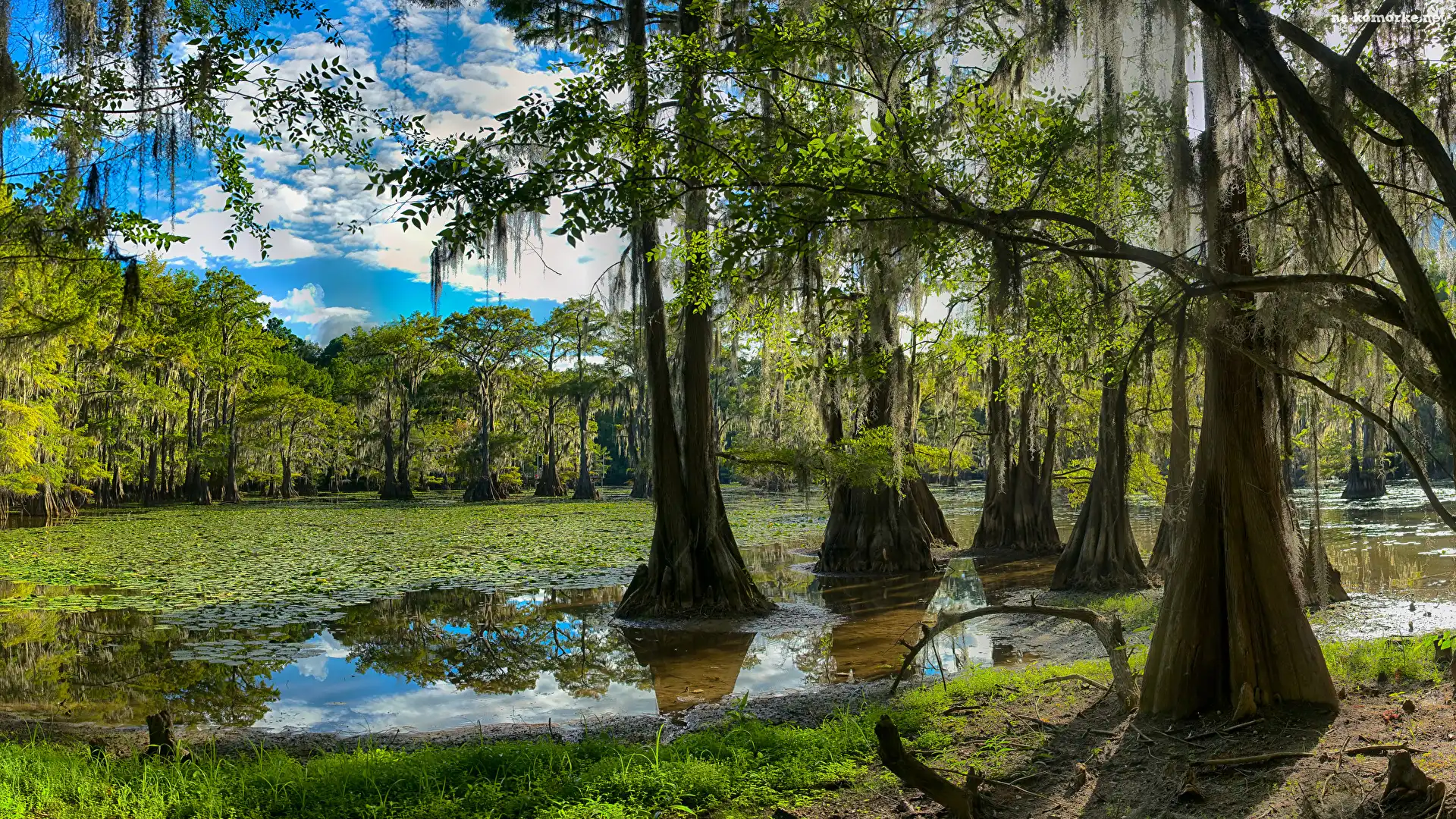 Stany Zjednoczone, Jezioro Caddo Lake, Las, Drzewa, Stan Teksas