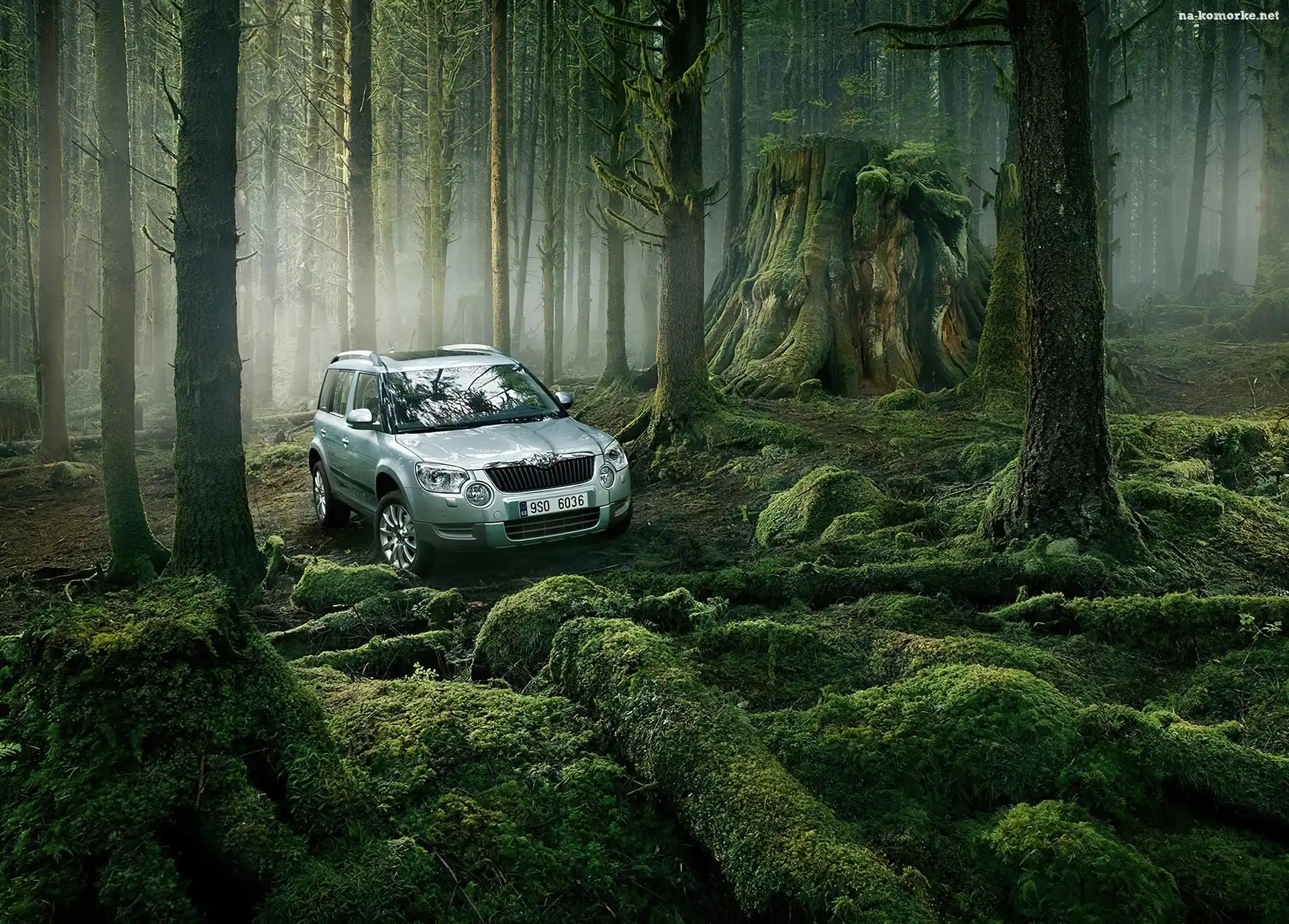 Terenowa, Pnie, Skoda, Las