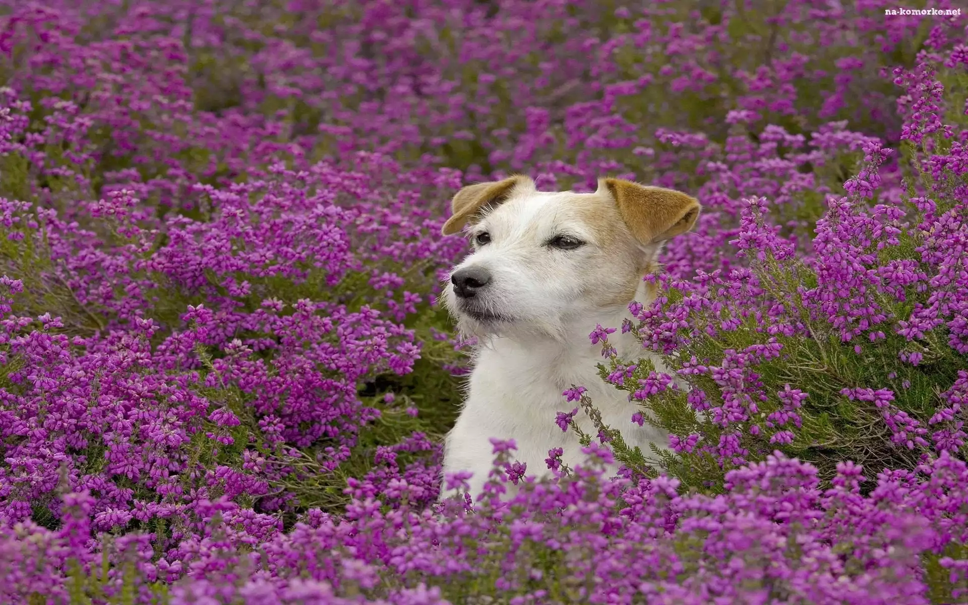 Terrier, Łąka, Kwiaty, Jack, Russell