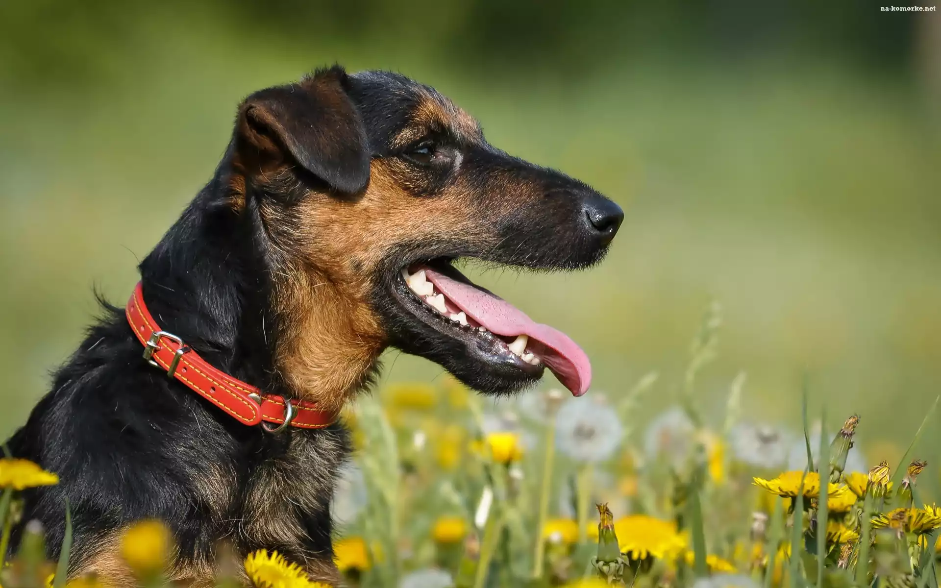 Terrier, Łąka, Obroża, Język