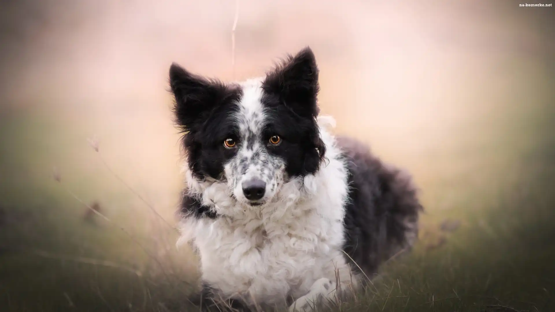 Tło, Pies, Border collie, Łąka, Rozmyte