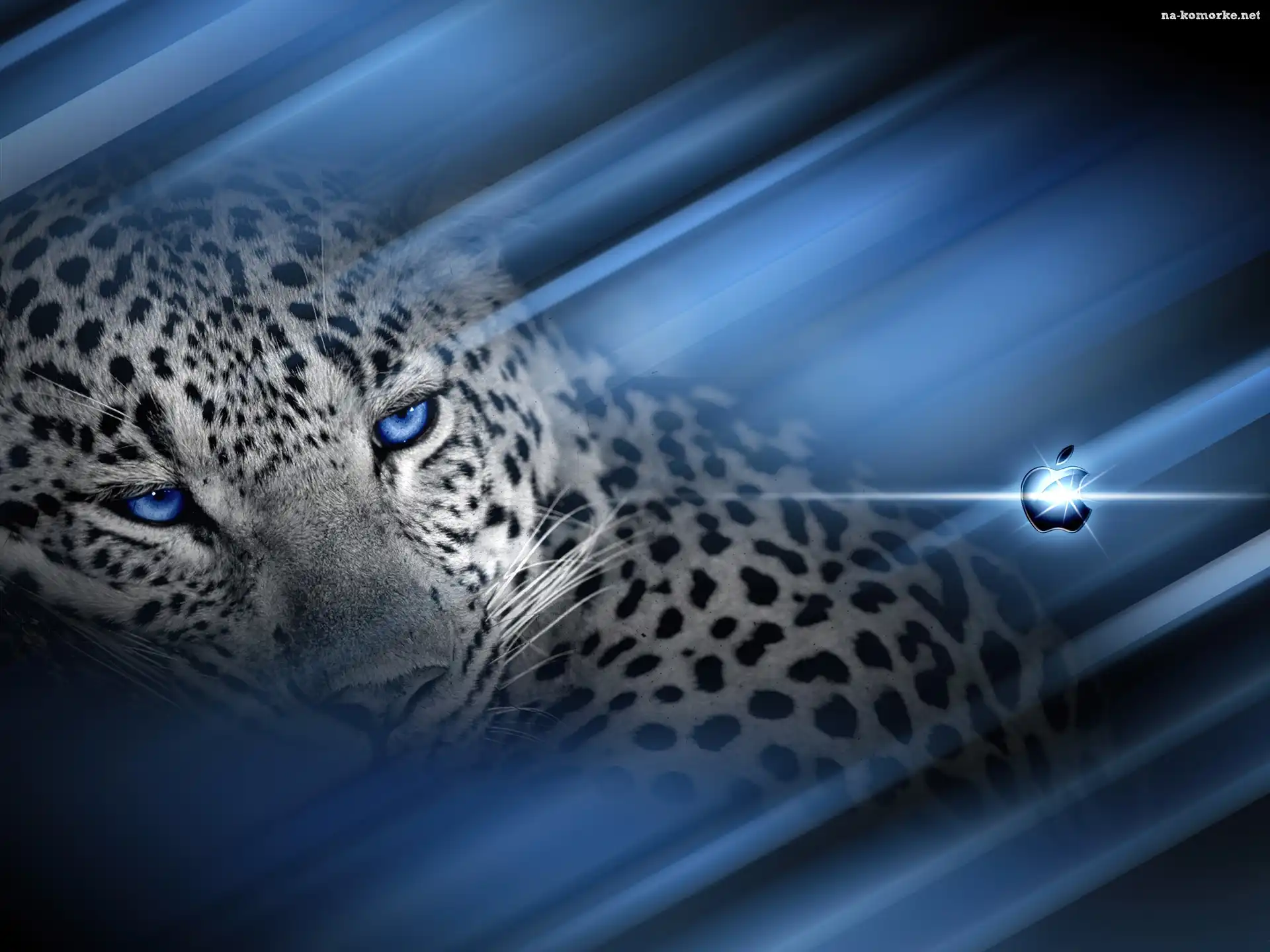 Tło, Gepard, Logo, Apple, Niebieskie