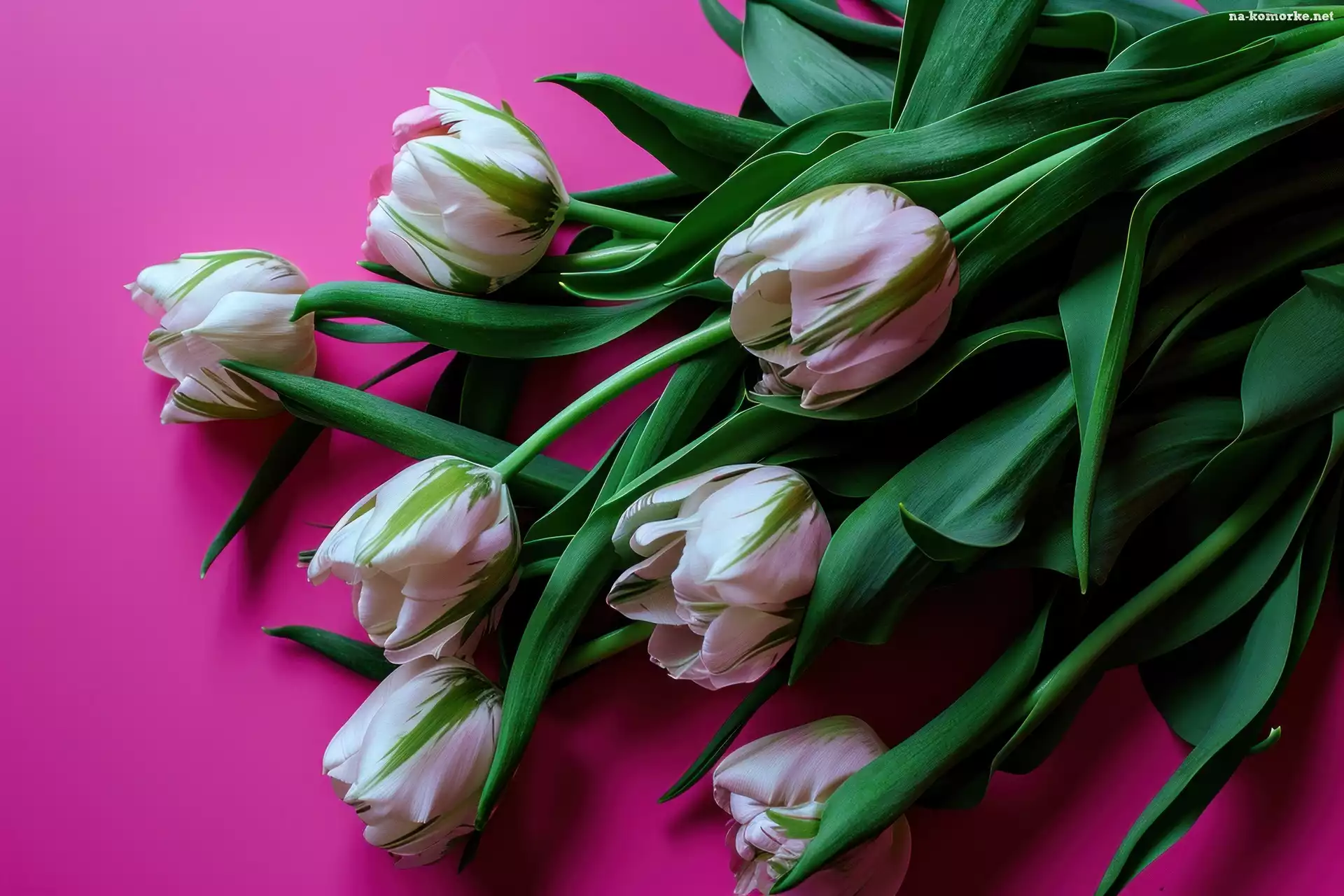 Różowe, Tło, Biało-zielone, Tulipany