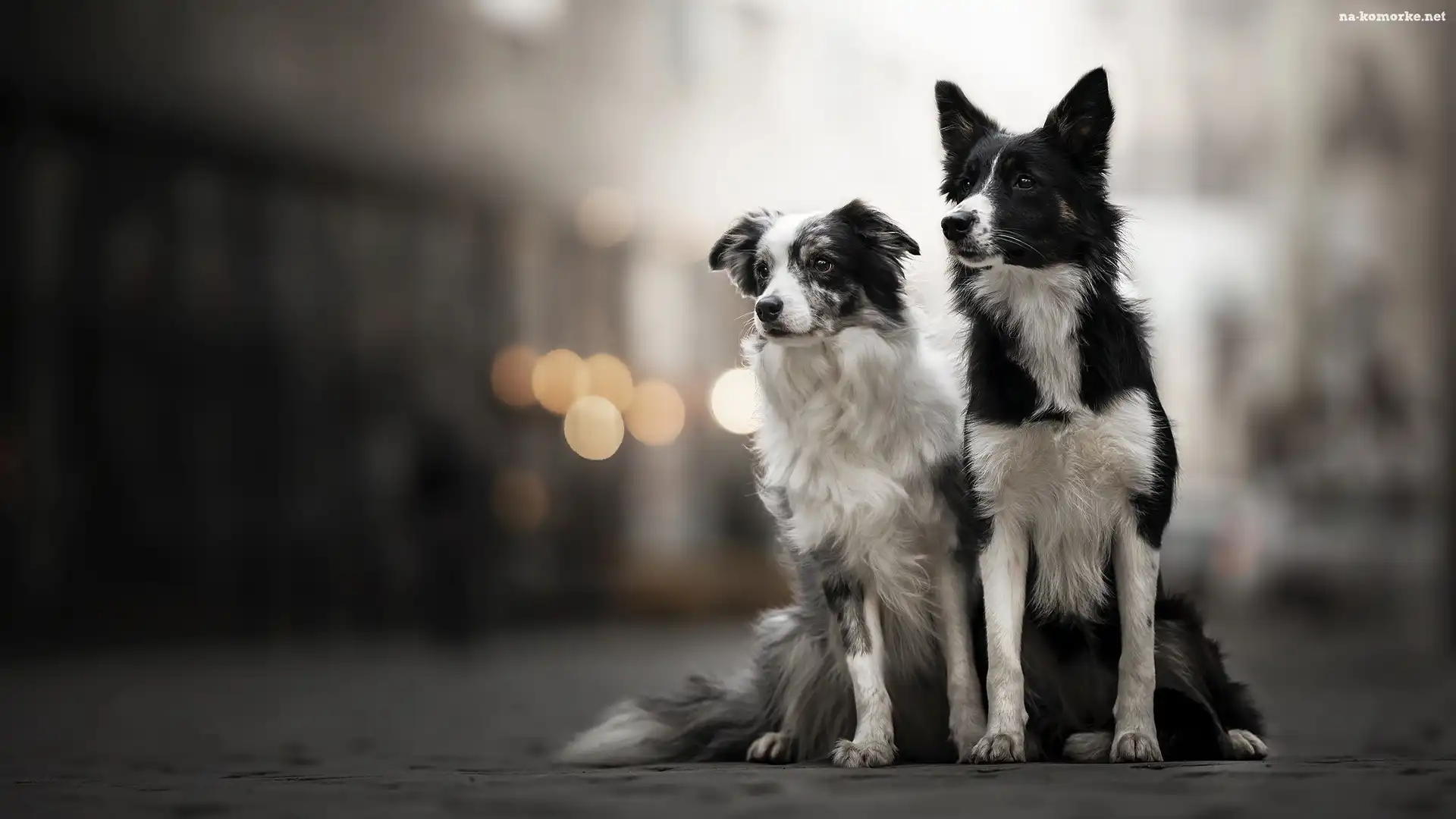 Tło, Dwa, Psy, Border collie, Rozmyte