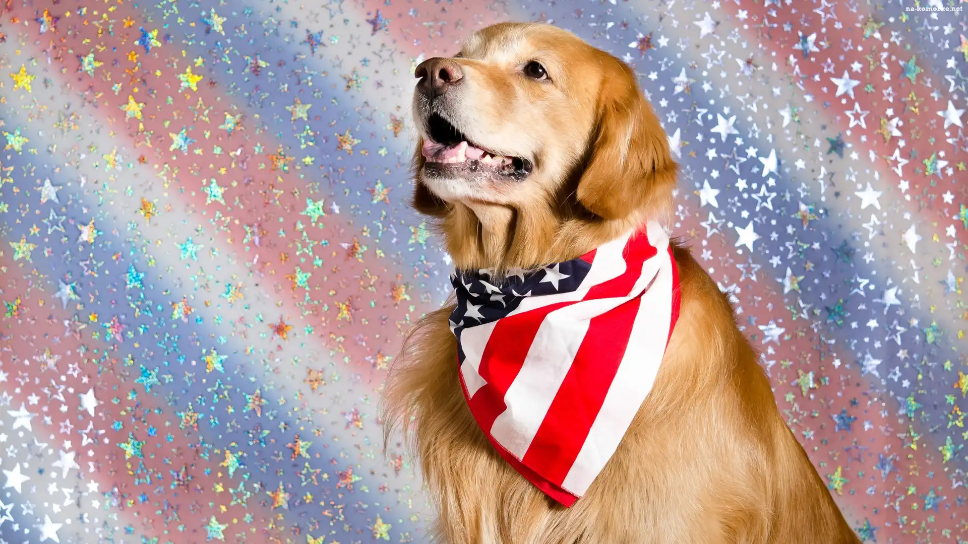 Kolorowe tło, Pies, Golden retriever, Mordka, Chusta