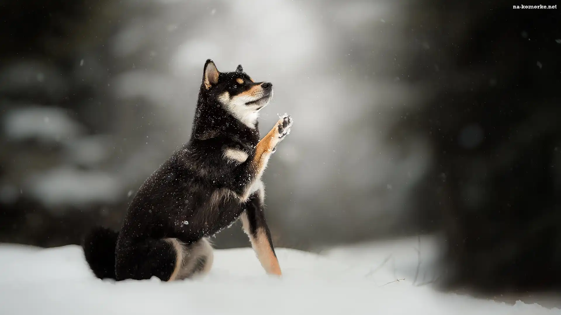 Tło, Pies, Shiba inu, Śnieg, Rozmyte
