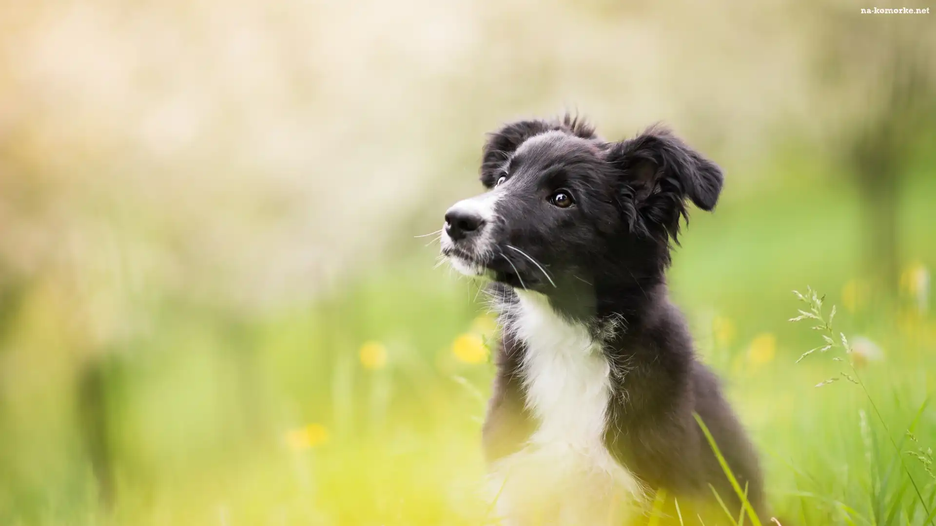 Rozmyte tło, Pies, Szczeniak, Border collie, Łąka