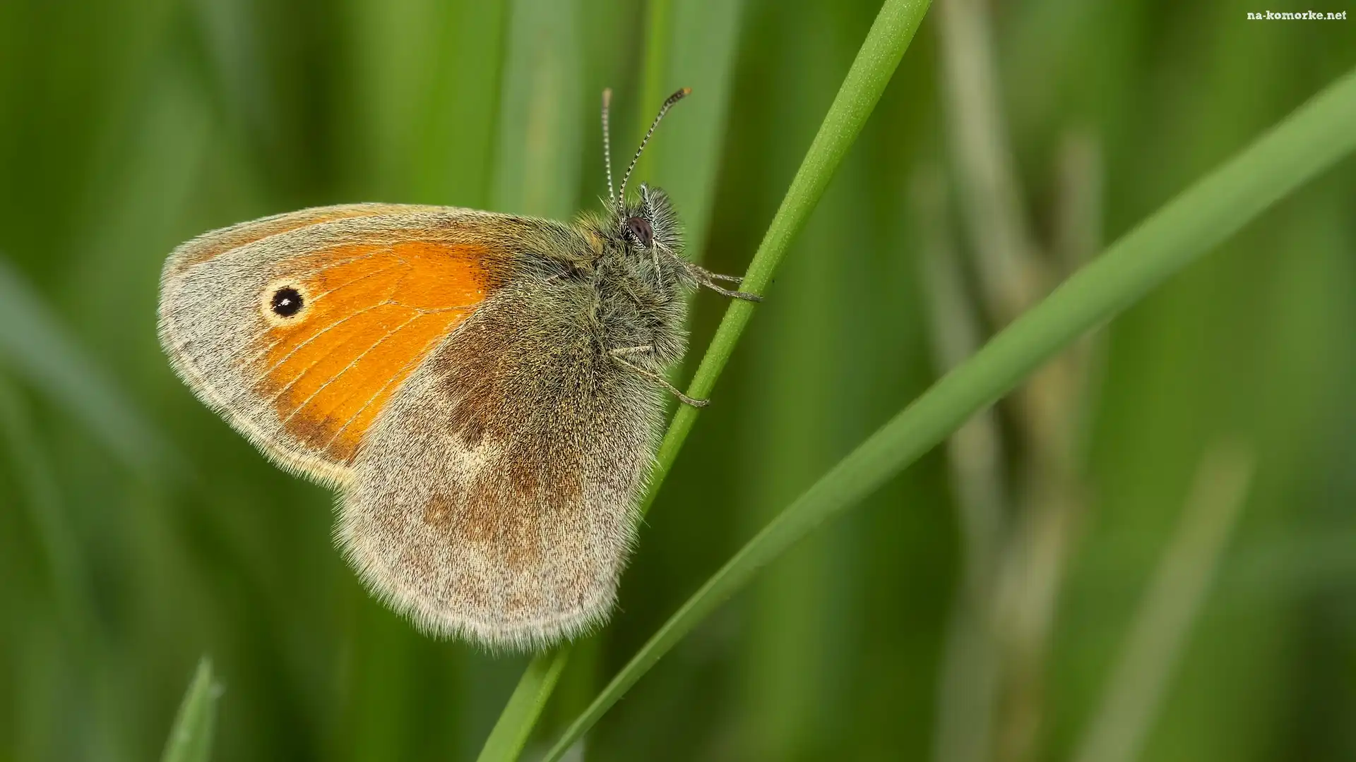 Tło, Motyl, Przestrojnik jurtina, Trawa, Zielone