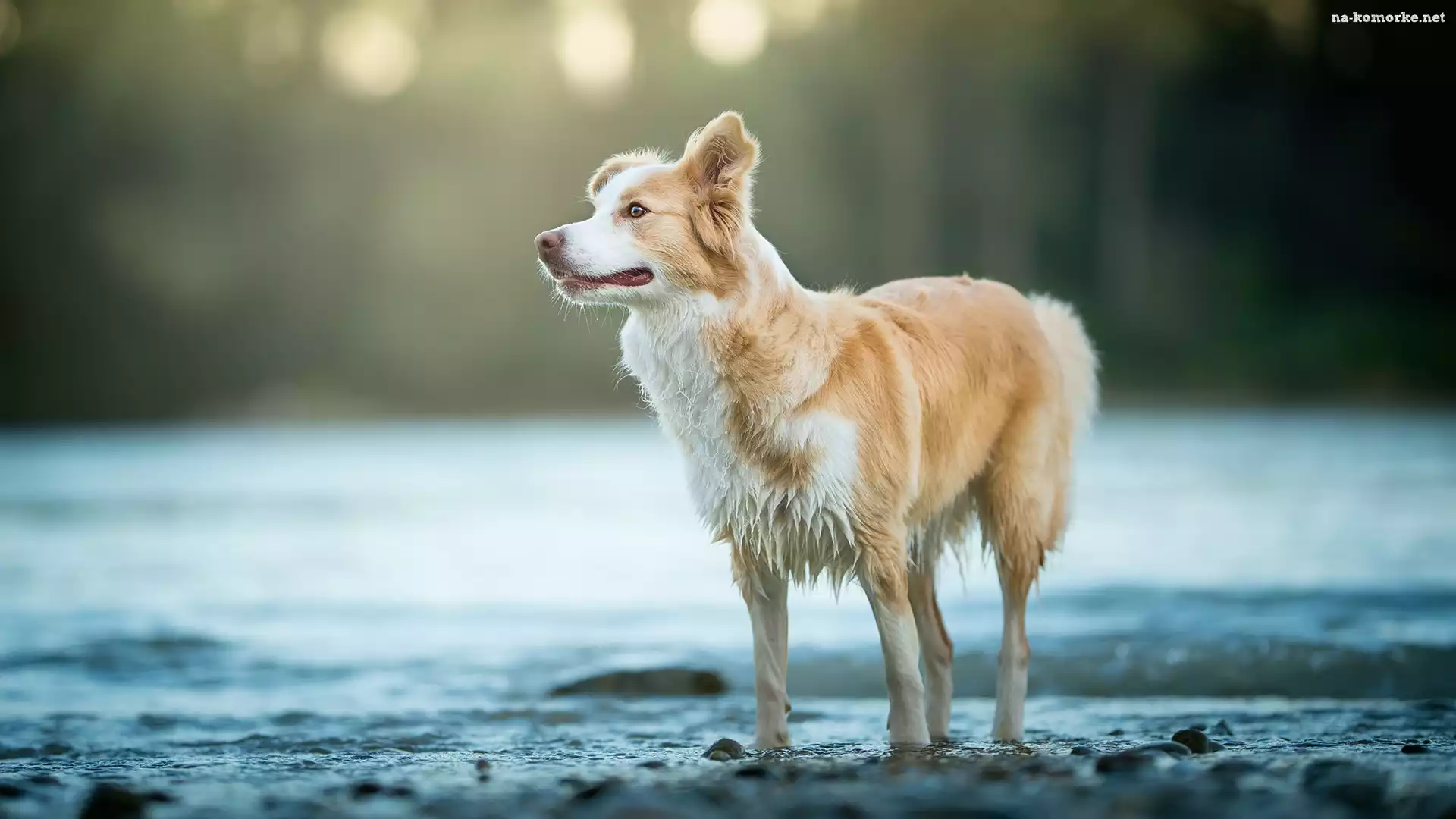 Tło, Pies, Border collie, Woda, Rozmyte