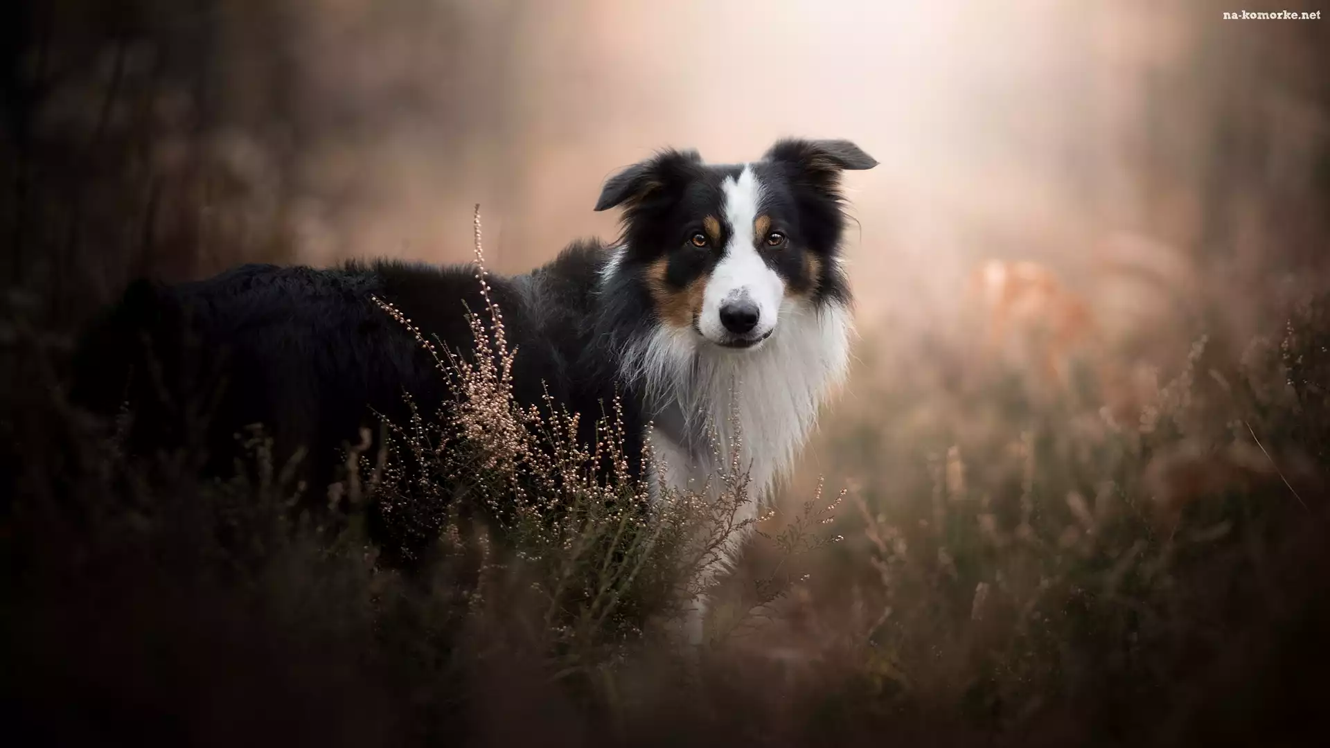 Tło, Pies, Border collie, Wrzosy, Rozmyte