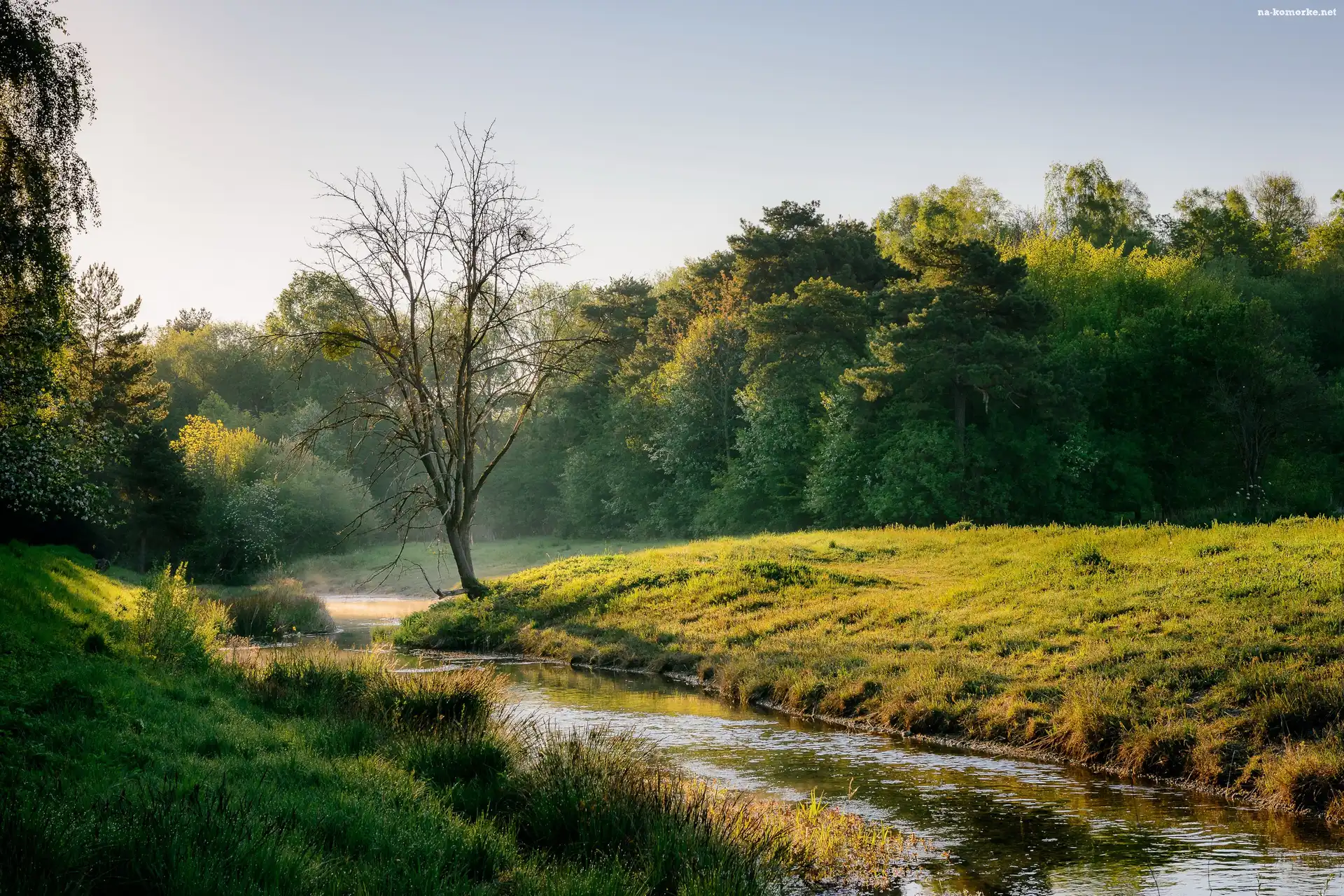 Trawa, Rzeka, Drzewa, Mgła, Łąka, Poranek