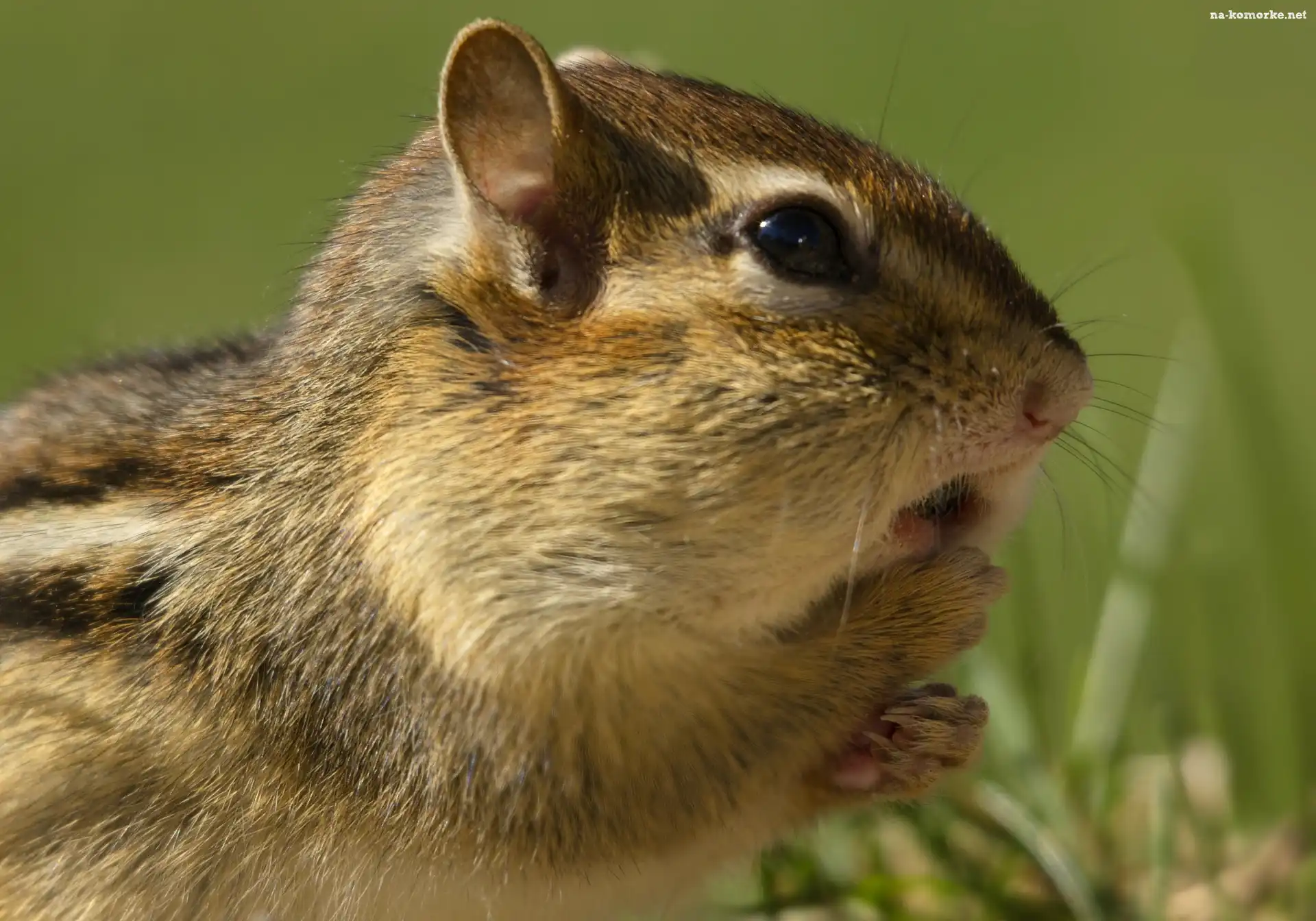 Chipmunk, Trawa, Zdziwienie