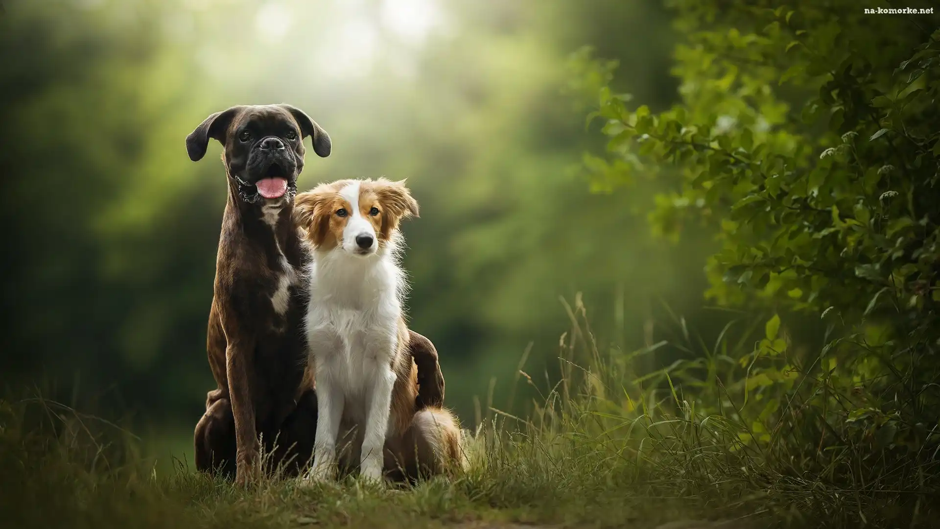 Trawa, Psy, Bokser, Border collie, Krzew