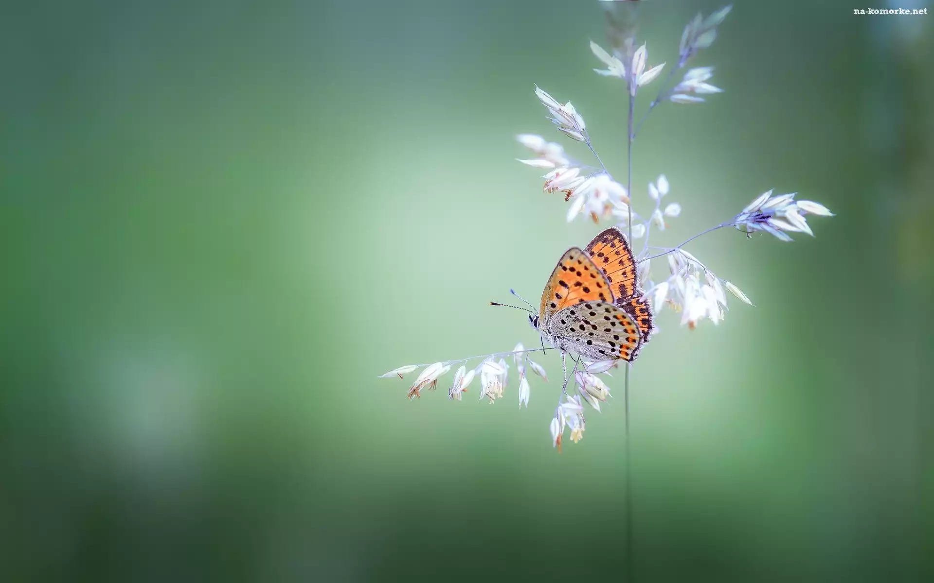 Źdźbło, Czerwończyk żarek, Trawa, Motyl