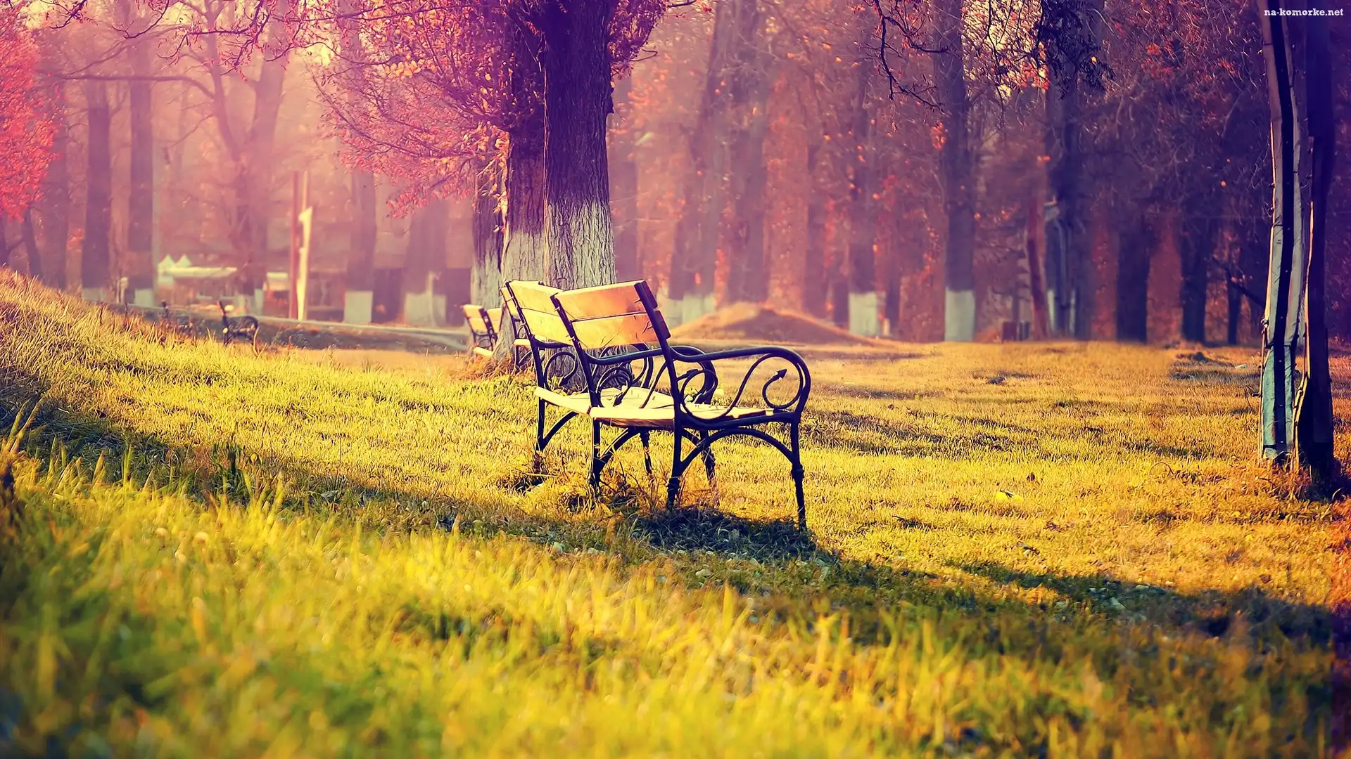 Trawa, Mgła, Park, Jesień, Drzewa, Ławki