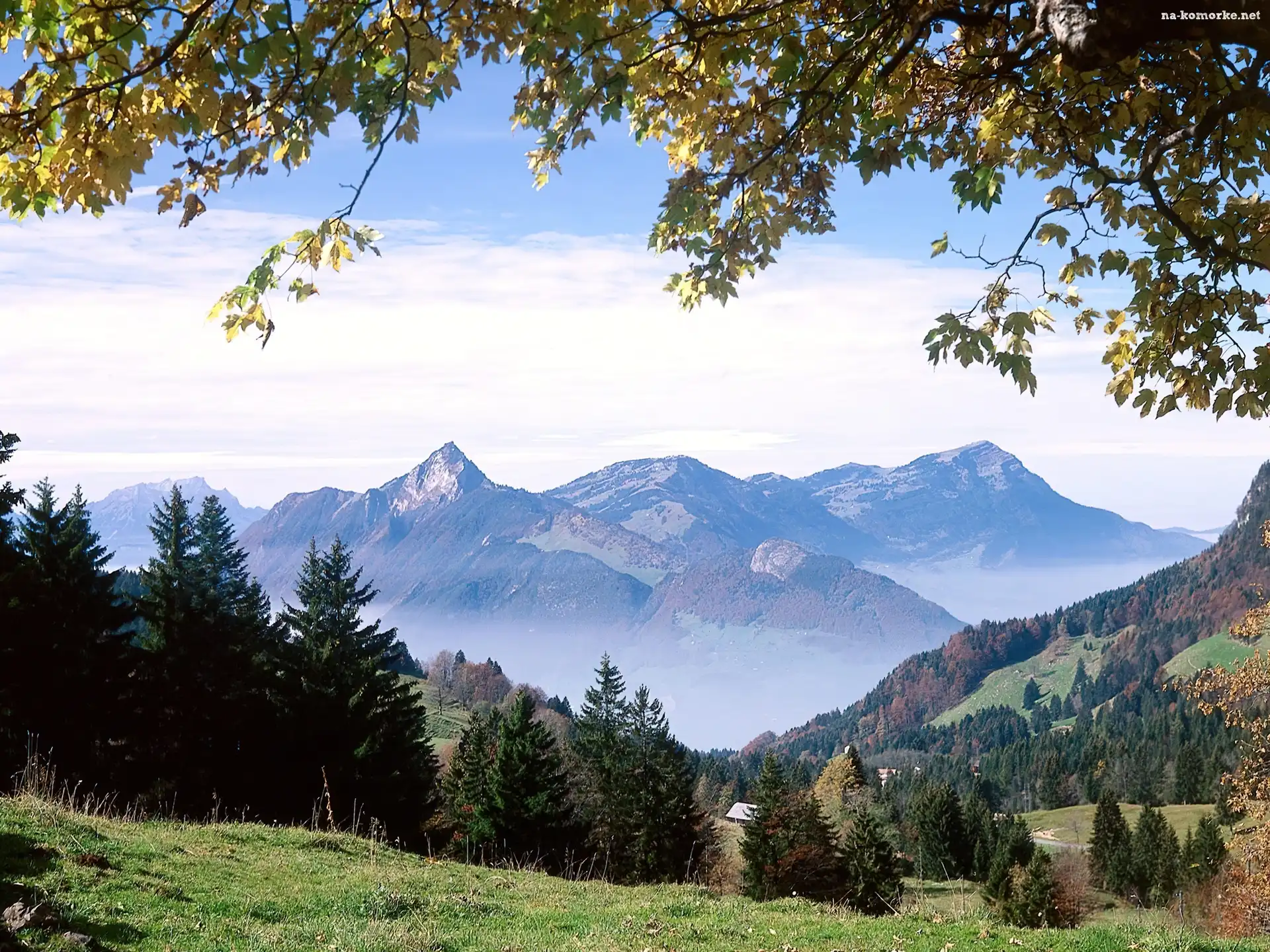Trawa, Ibergeregg, Szwajcaria, Góry, Drzewa