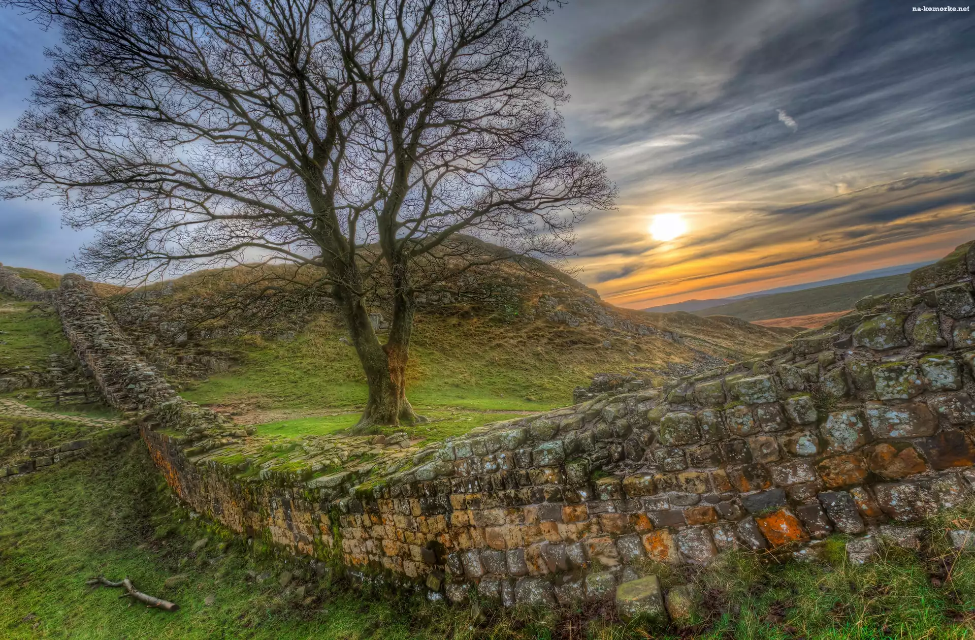 Drzewo, Wał Hadriana, Anglia, Zachód słońca, Mur Hadriana, Trawa