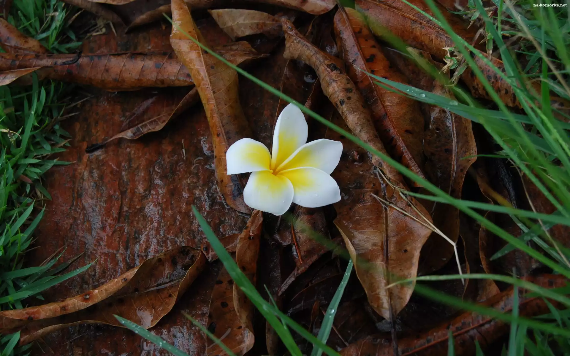 Trawa, Plumeria, Kwiatek, Jesienne, Liście