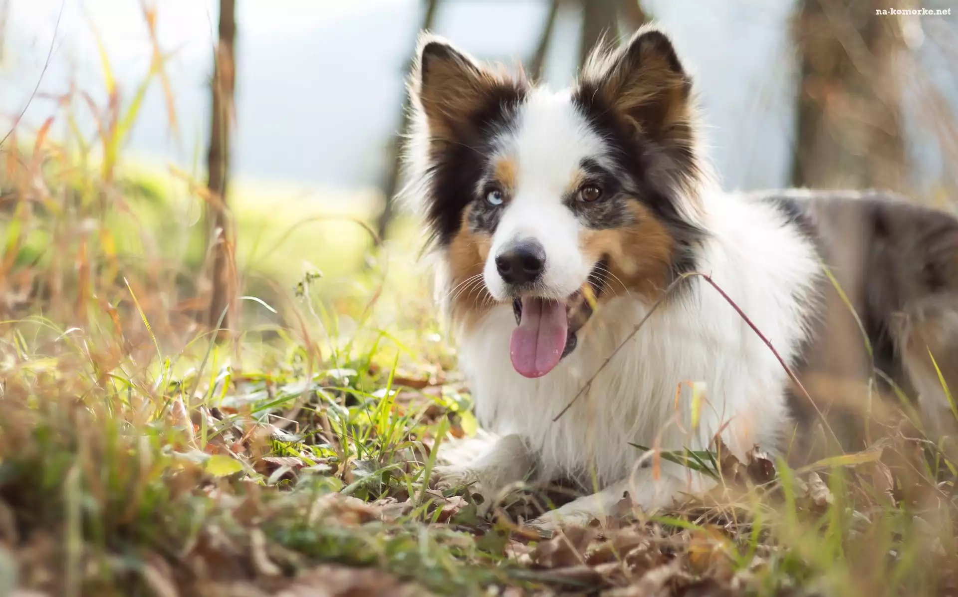 Trawa, Border collie, Pyszczek, Język, Łąka