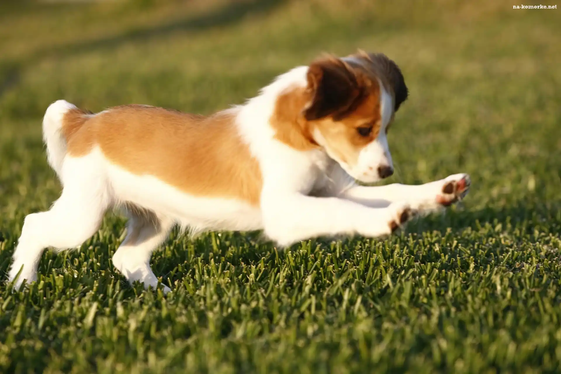 trawa, słodki, Płochacz holenderski, Kooikerhondje, zielona
