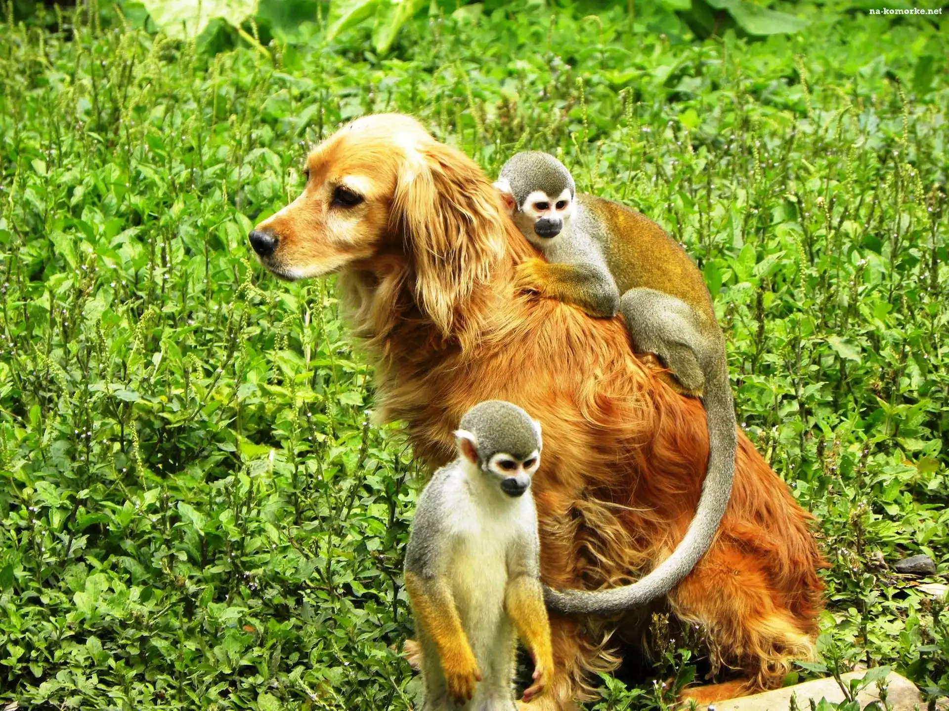 Trawa, Golden Retriever, Dwie, Małpki, Saimiri