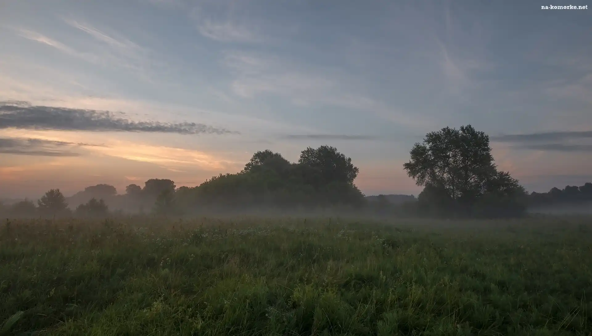 Łąka, Mgła, Trawa, Drzewa