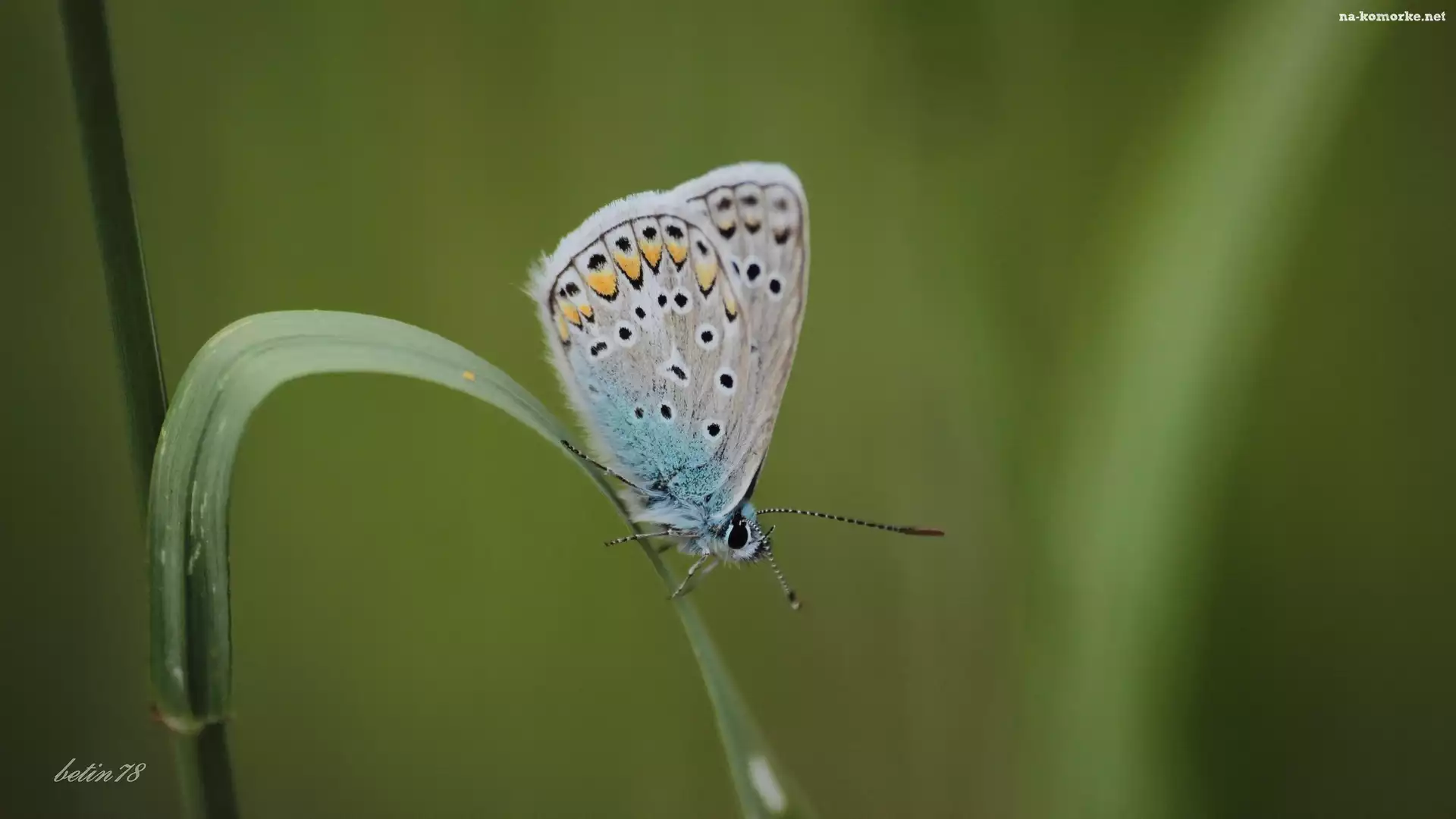 Motyl, Trawa, Łąka