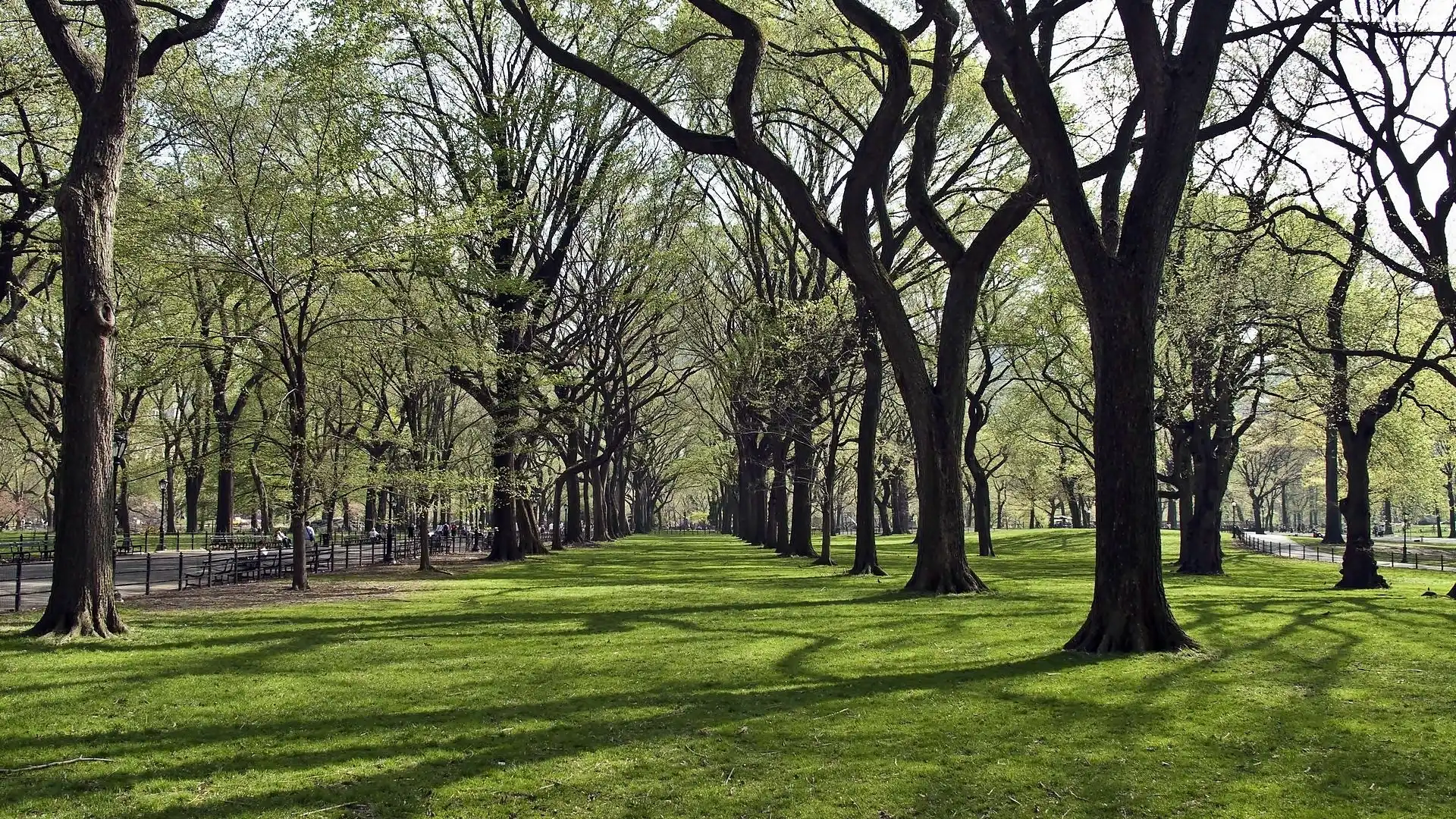 Światło, Park, Alejki, Trawa, Przebijające