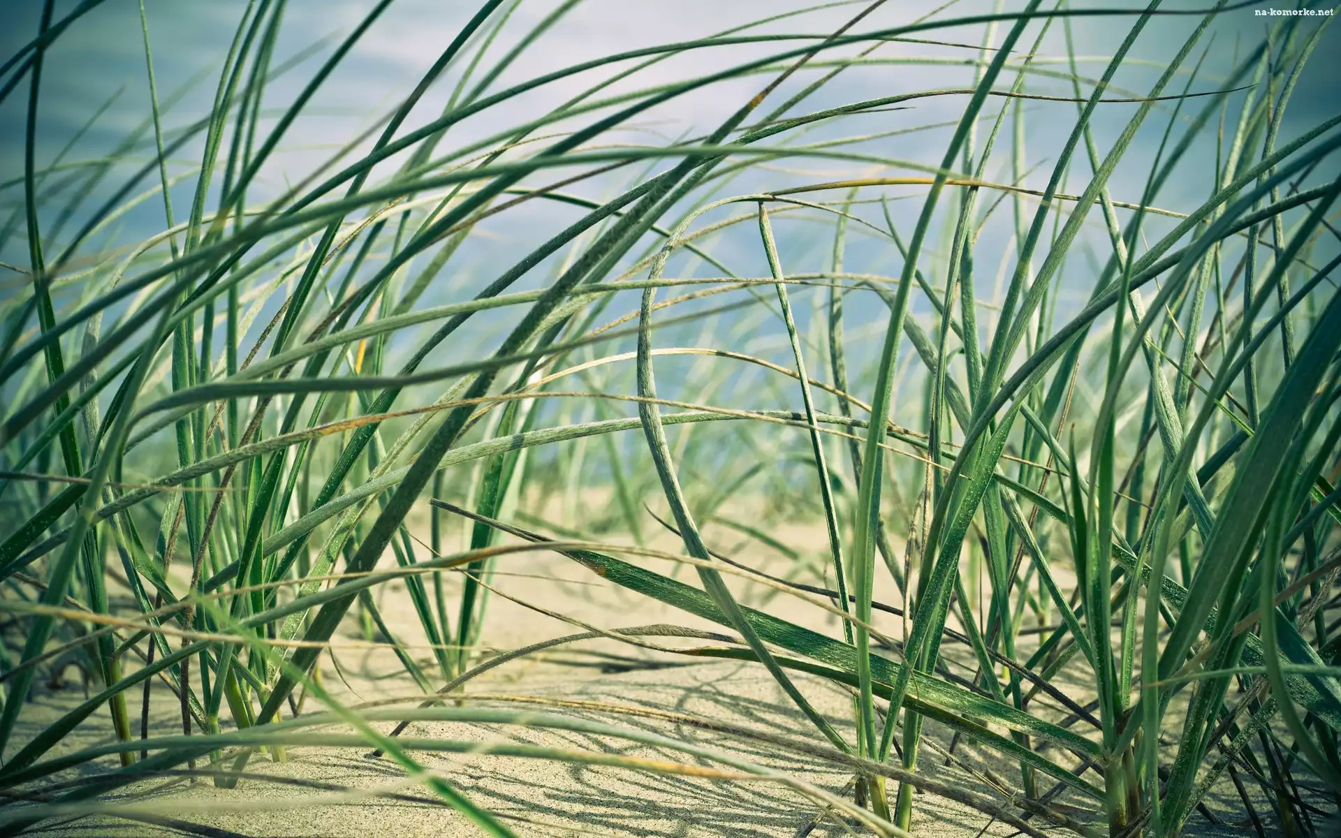 Trawa, Piasek