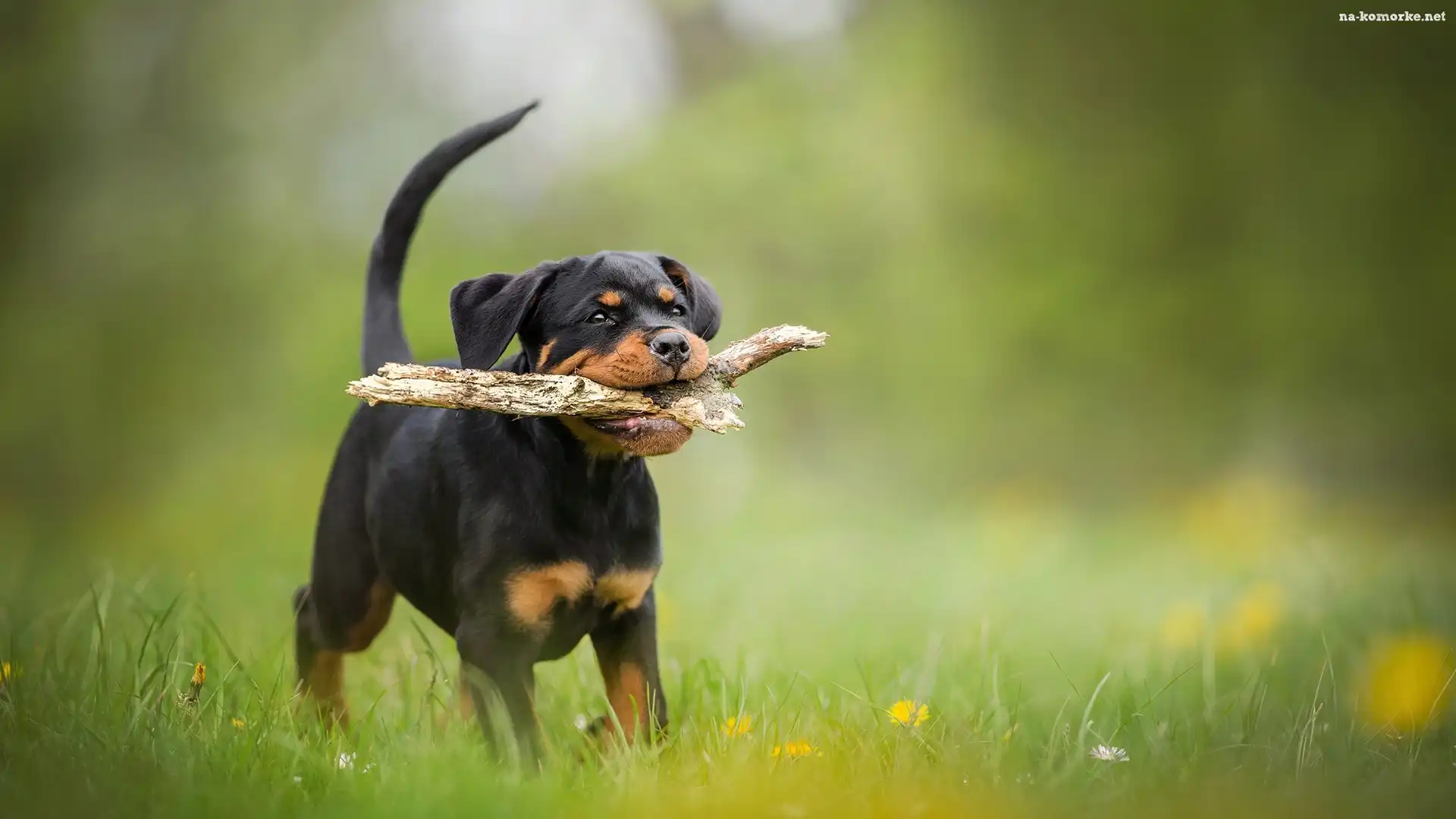 Pies, Trawa, Kwiatki, Szczeniak, Rottweiler, Patyk, Łąka