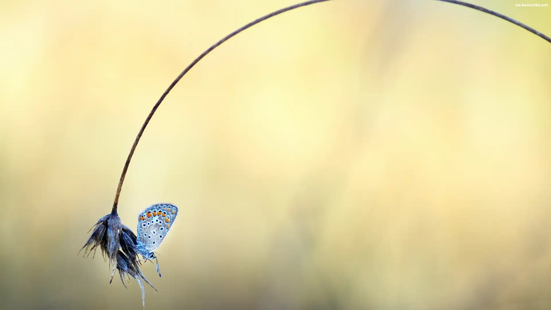 Trawa, Motyl, Modraszek ikar, Roślina, Źdźbło