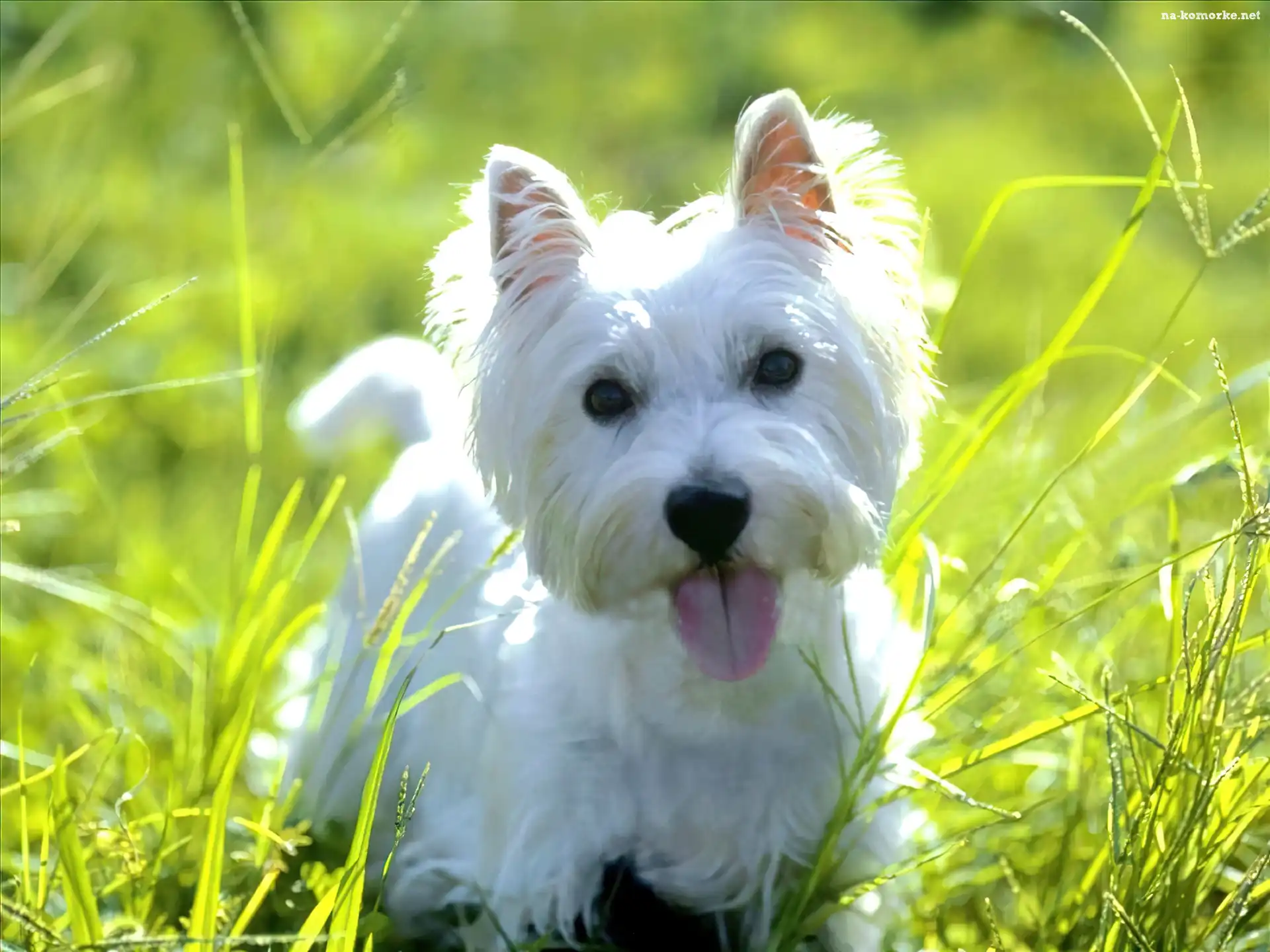 słodki, trawa, West Highland White Terrier, soczysta