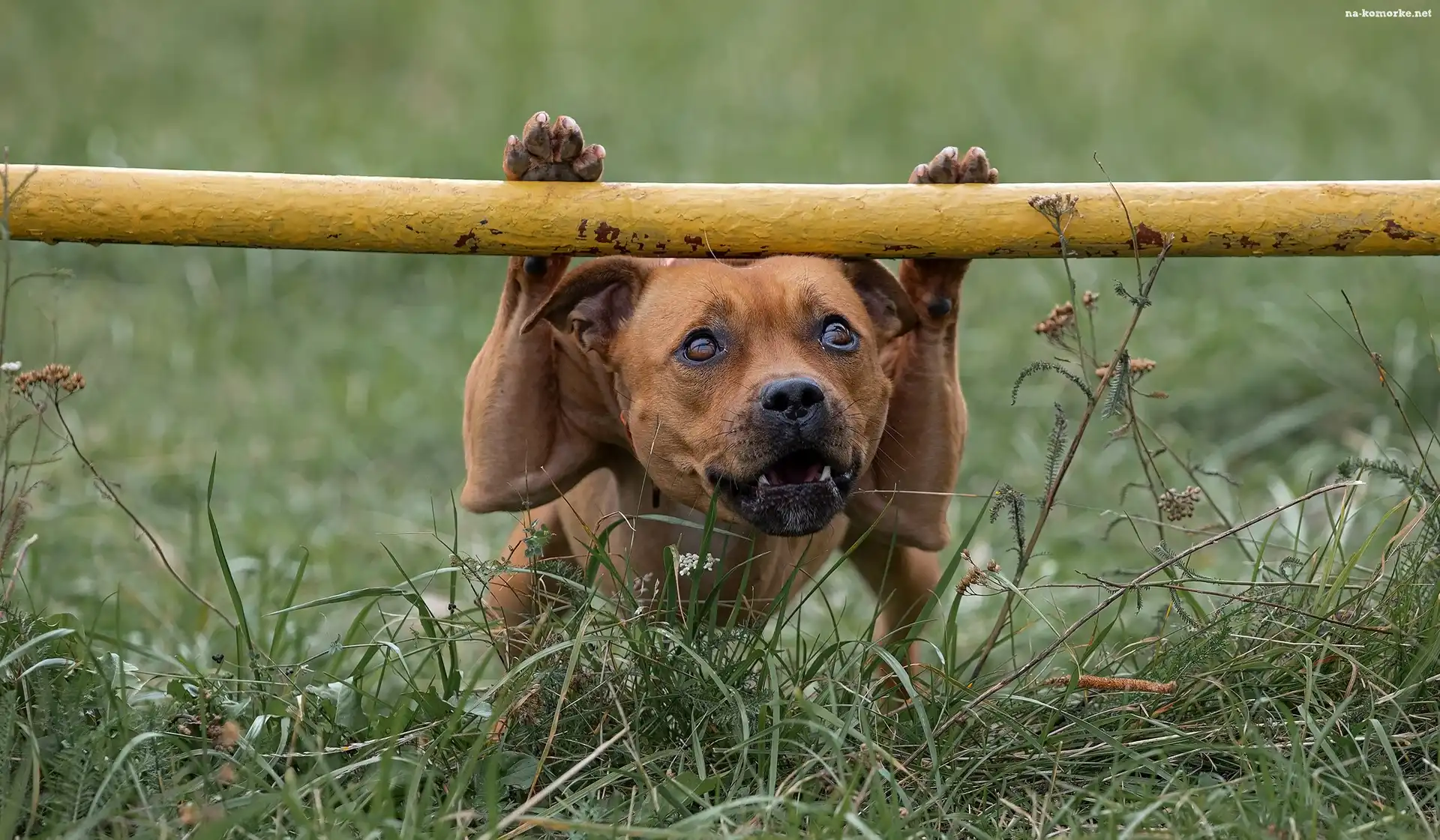 Pies, Trawa, Staffordshire Bull terrier