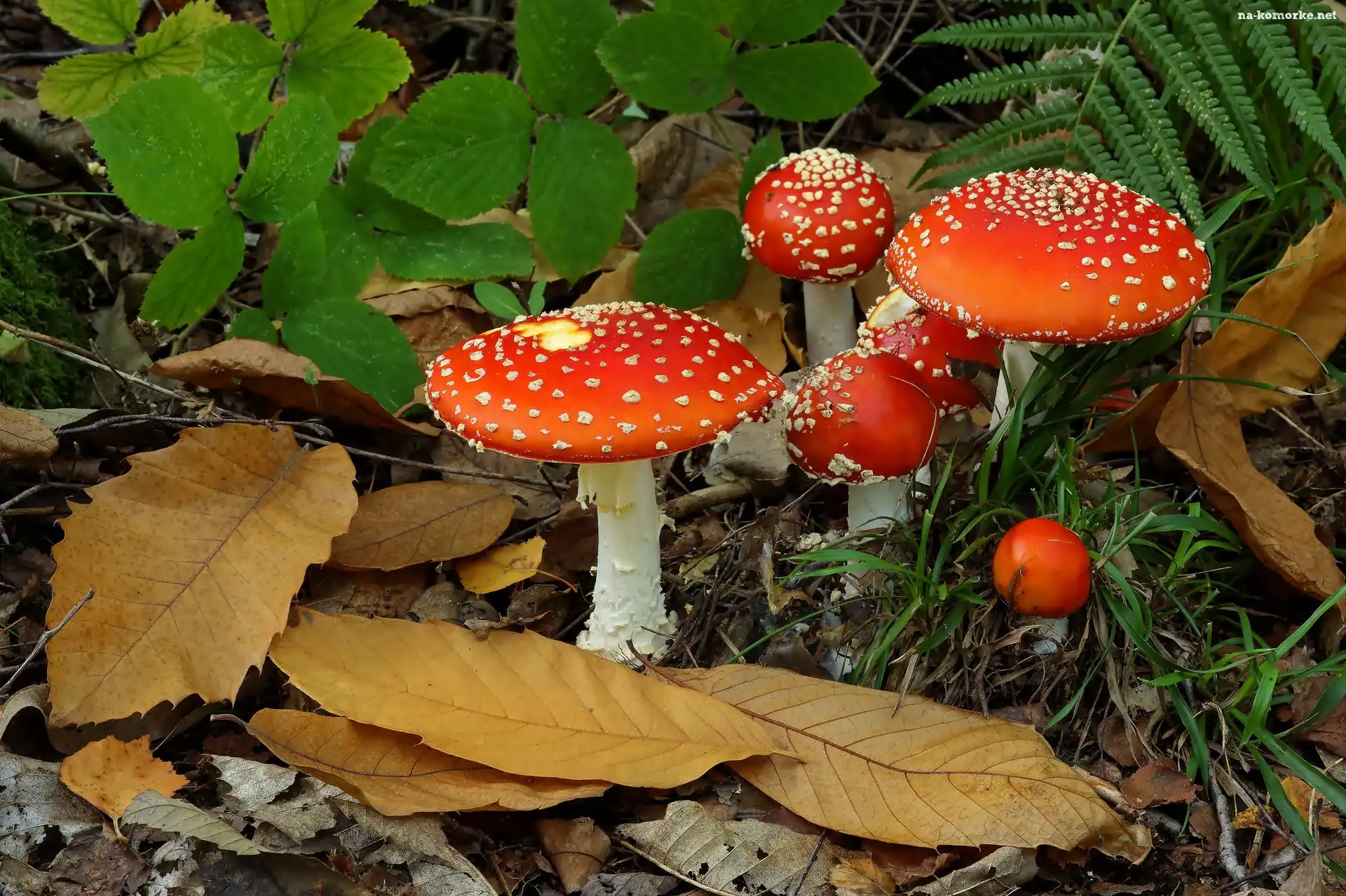 Muchomorki, Trawka, Listki