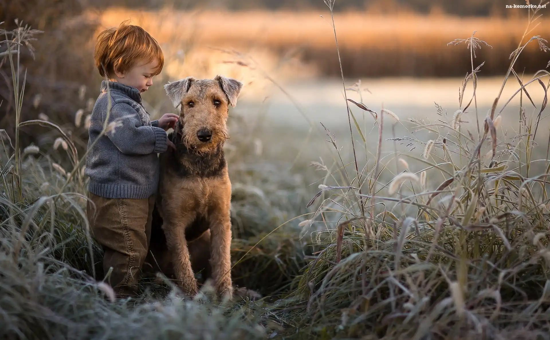 Trawy, Pies, Airedale terrier, Chłopiec, Trzciny