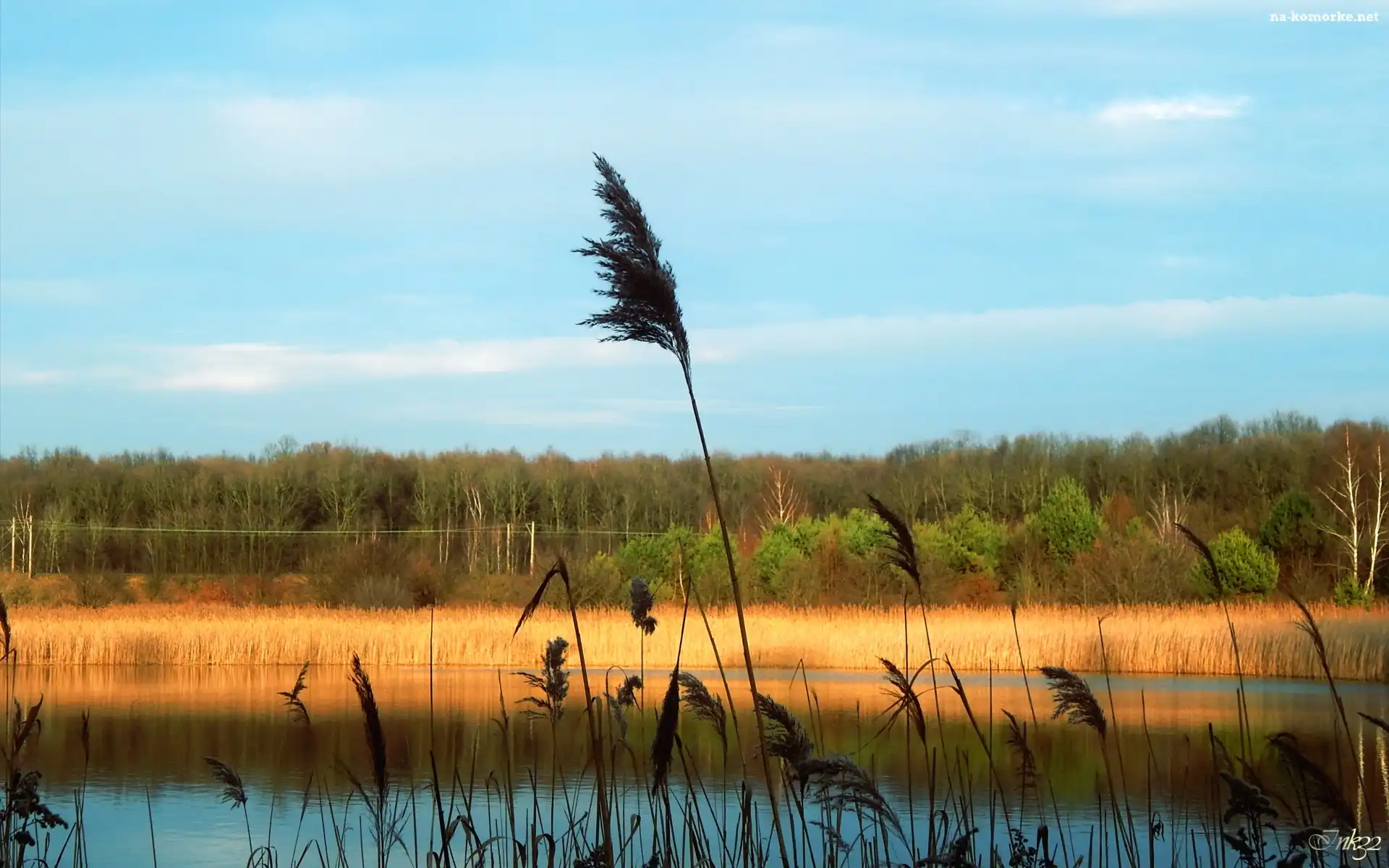 Jezioro, Trzcina, Drzewa